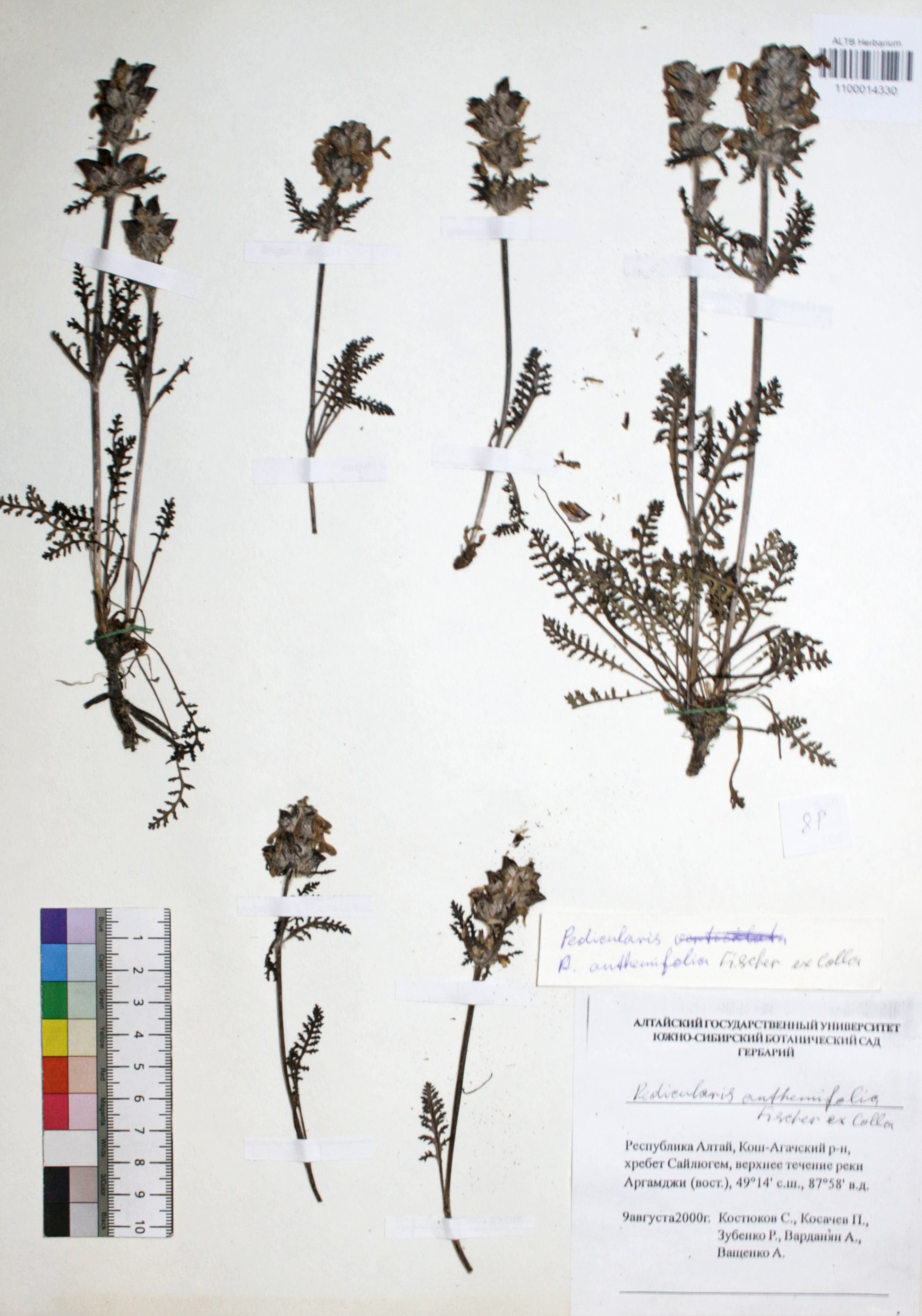 Pedicularis anthemifolia Fisch. ex Colla