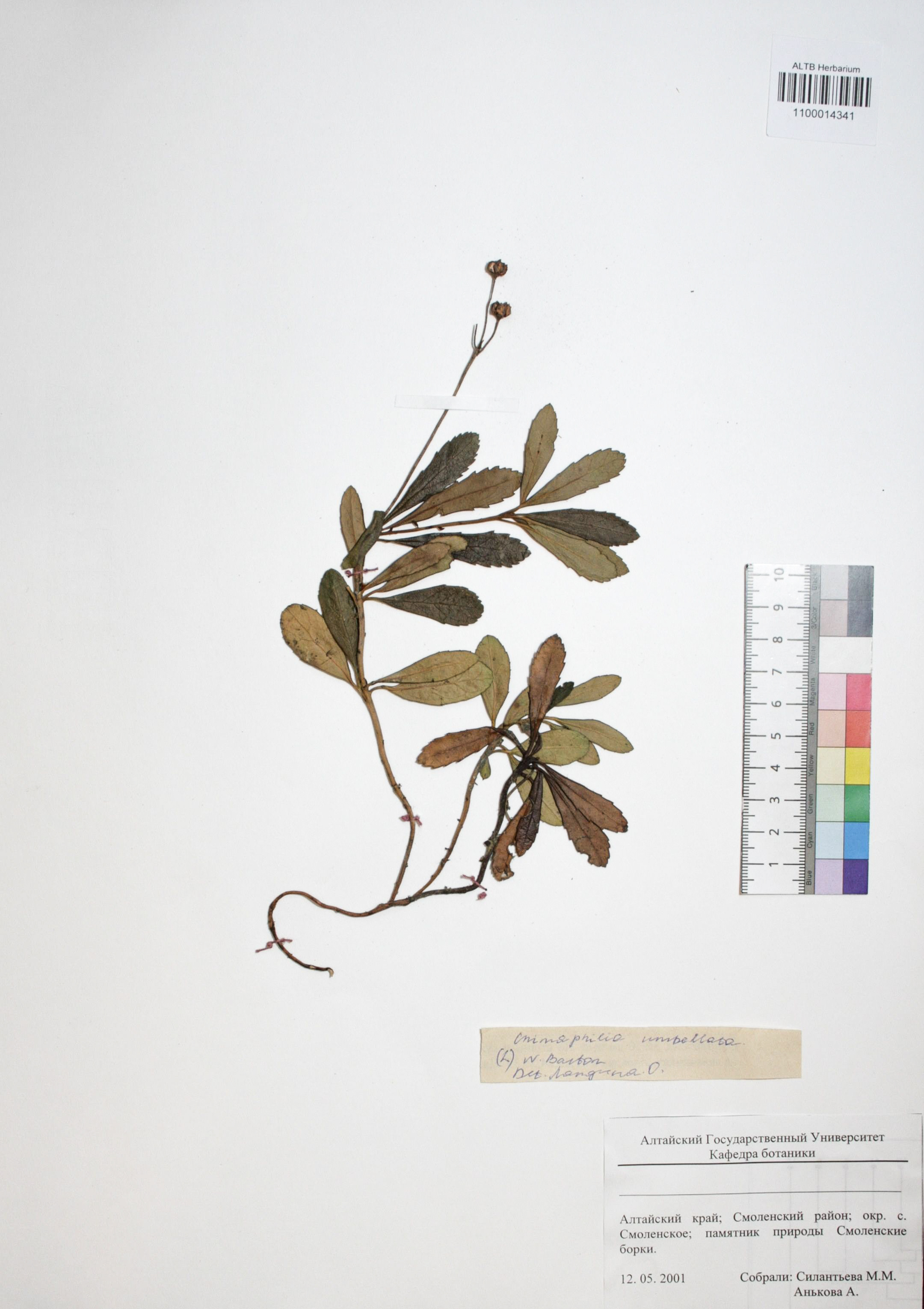 Chimaphila umbellata (L.) W.P.C. Barton