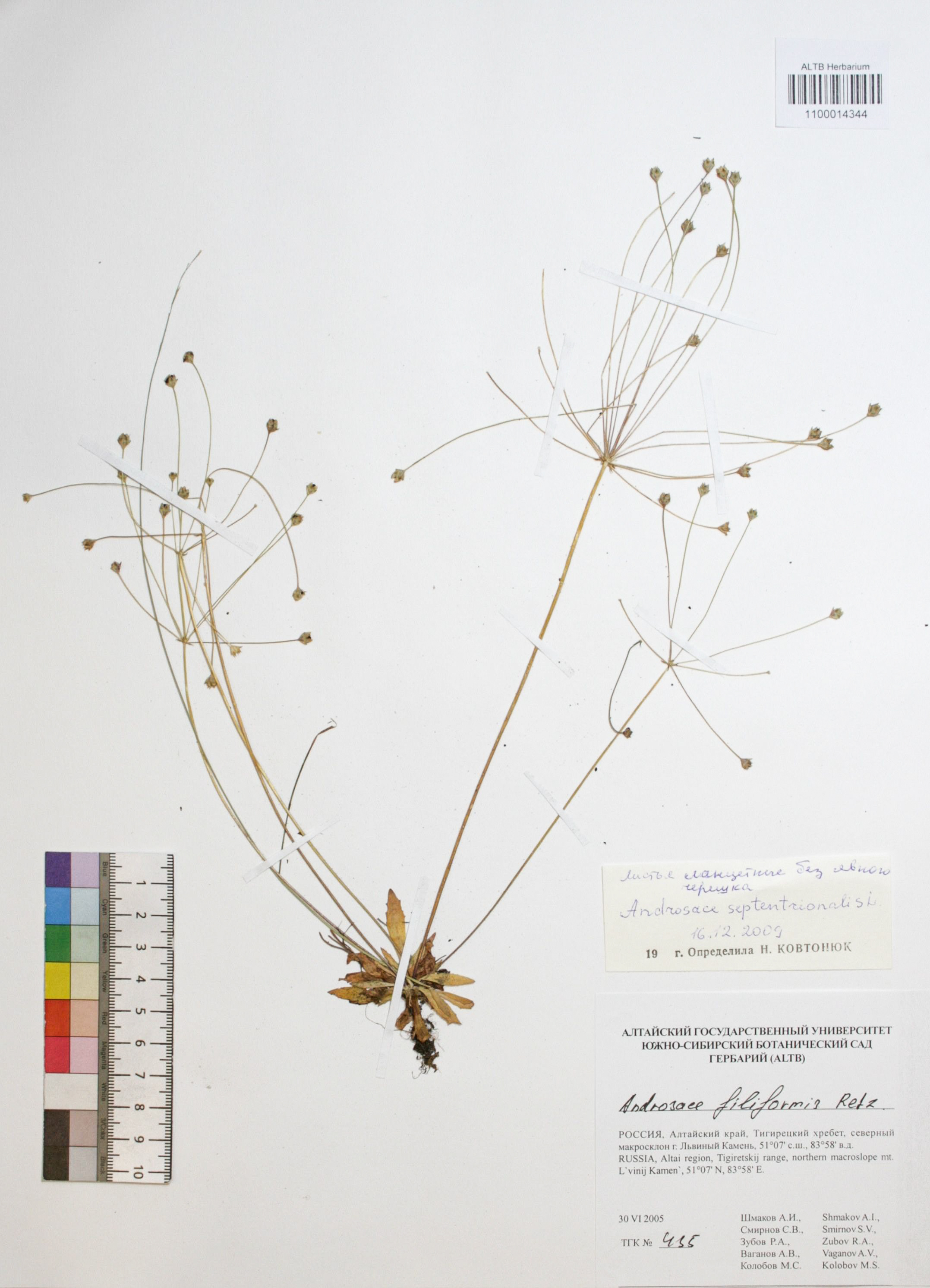 Androsace septentrionalis L.