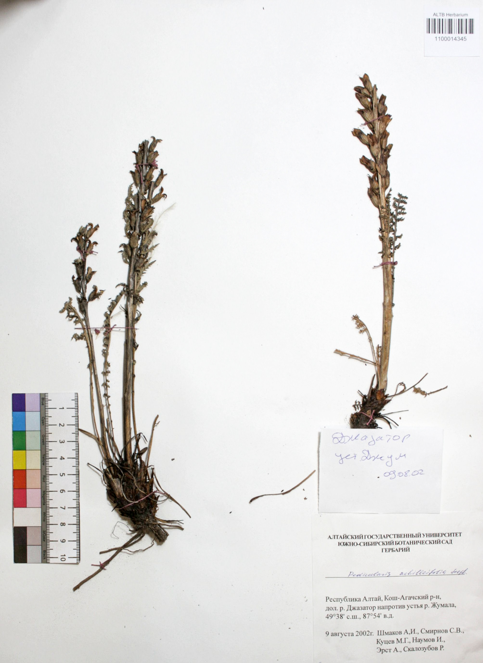 Pedicularis achilleifolia Steph ex. Willd