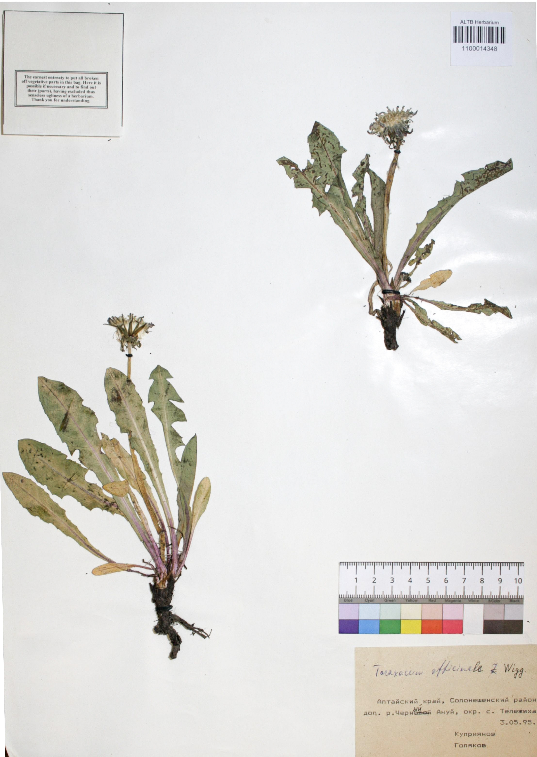 Taraxacum officinale Wigg.