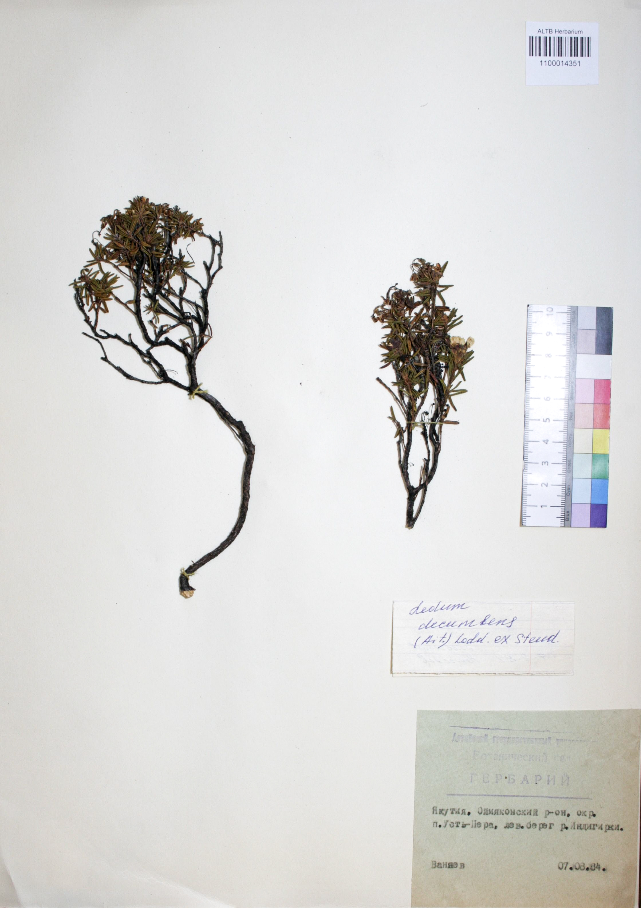 Ledum decumbens (Aiton) Lodd. ex Steud.