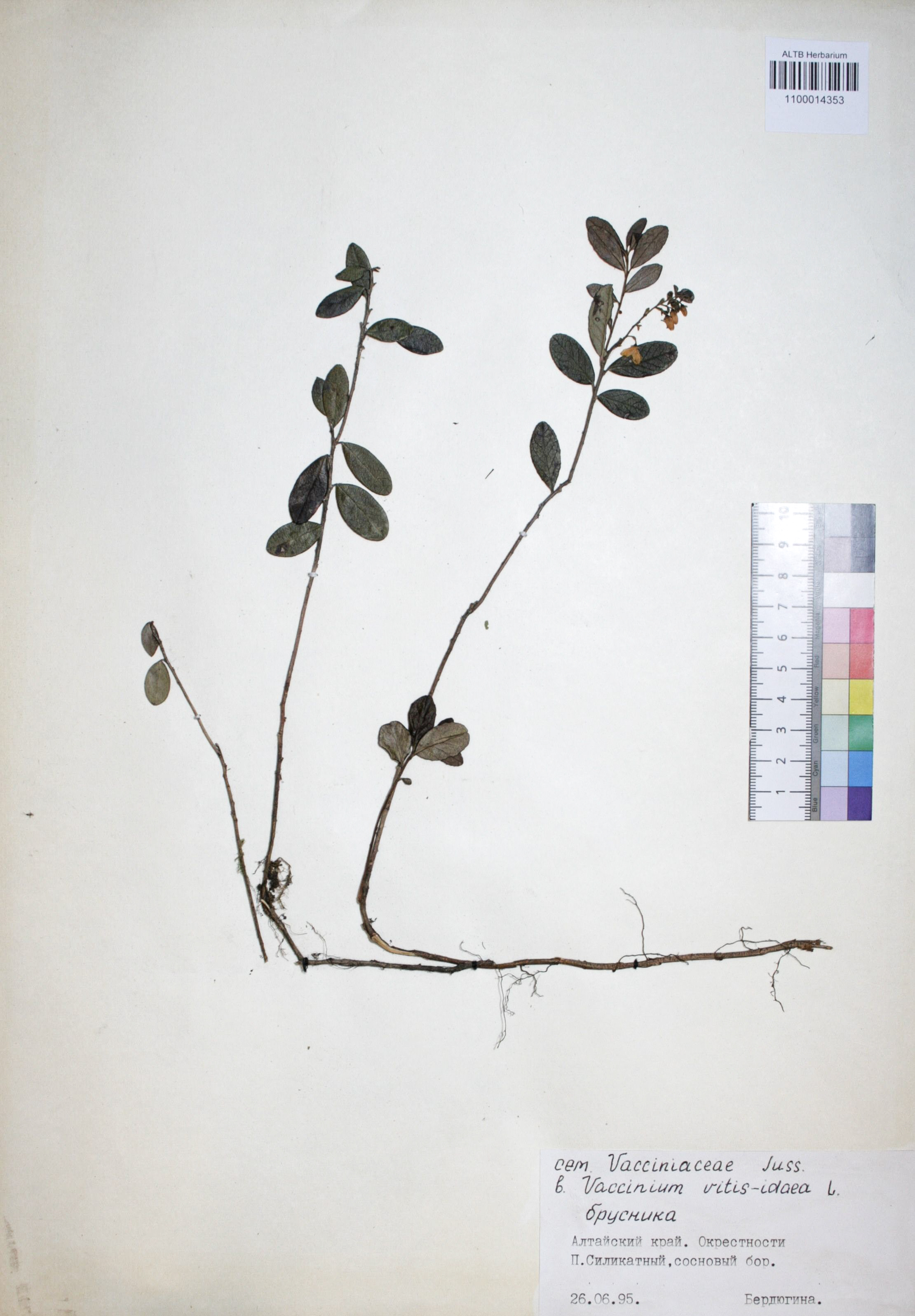 Vaccinium vitis-idaea L.