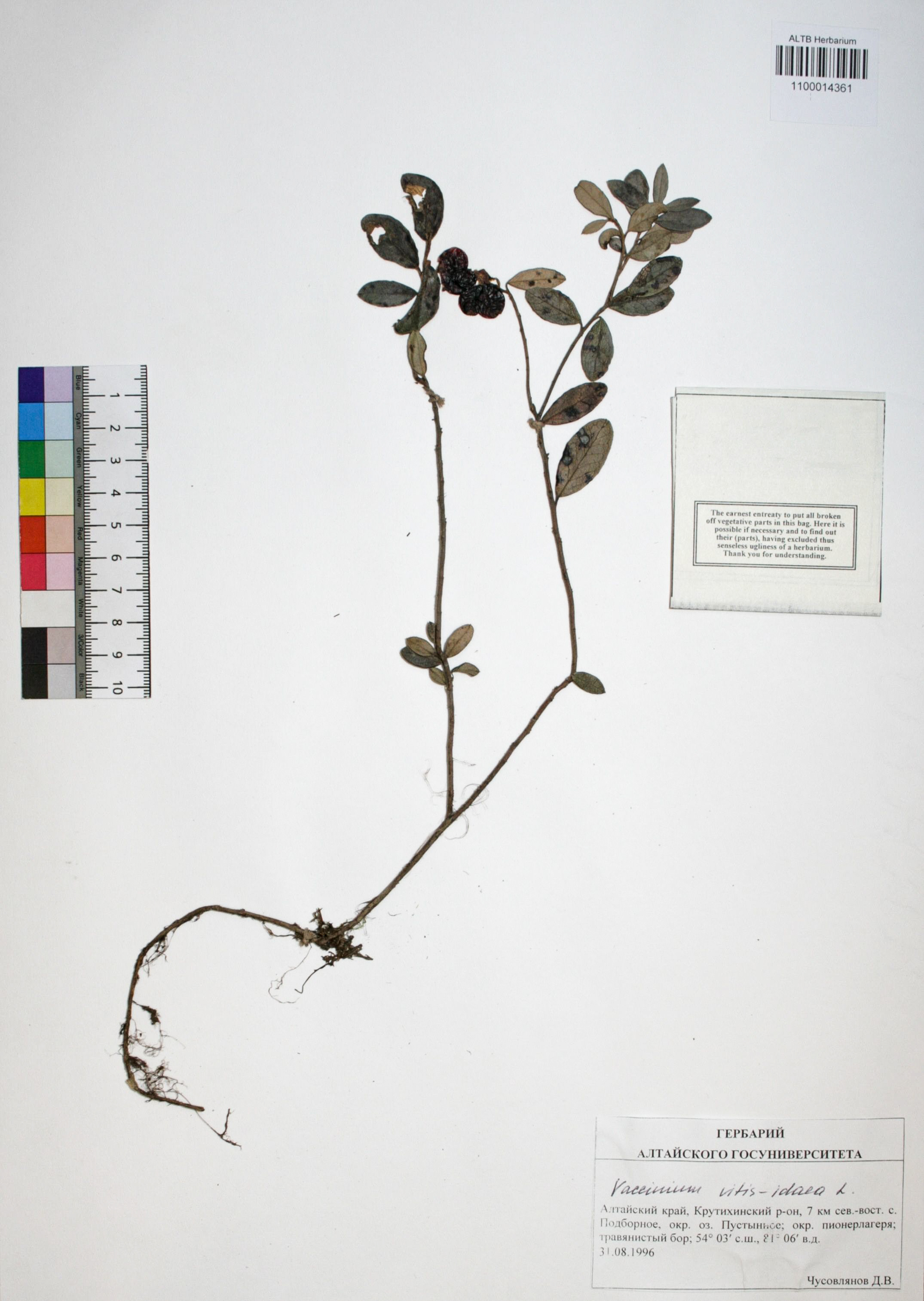 Vaccinium vitis-idaea L.