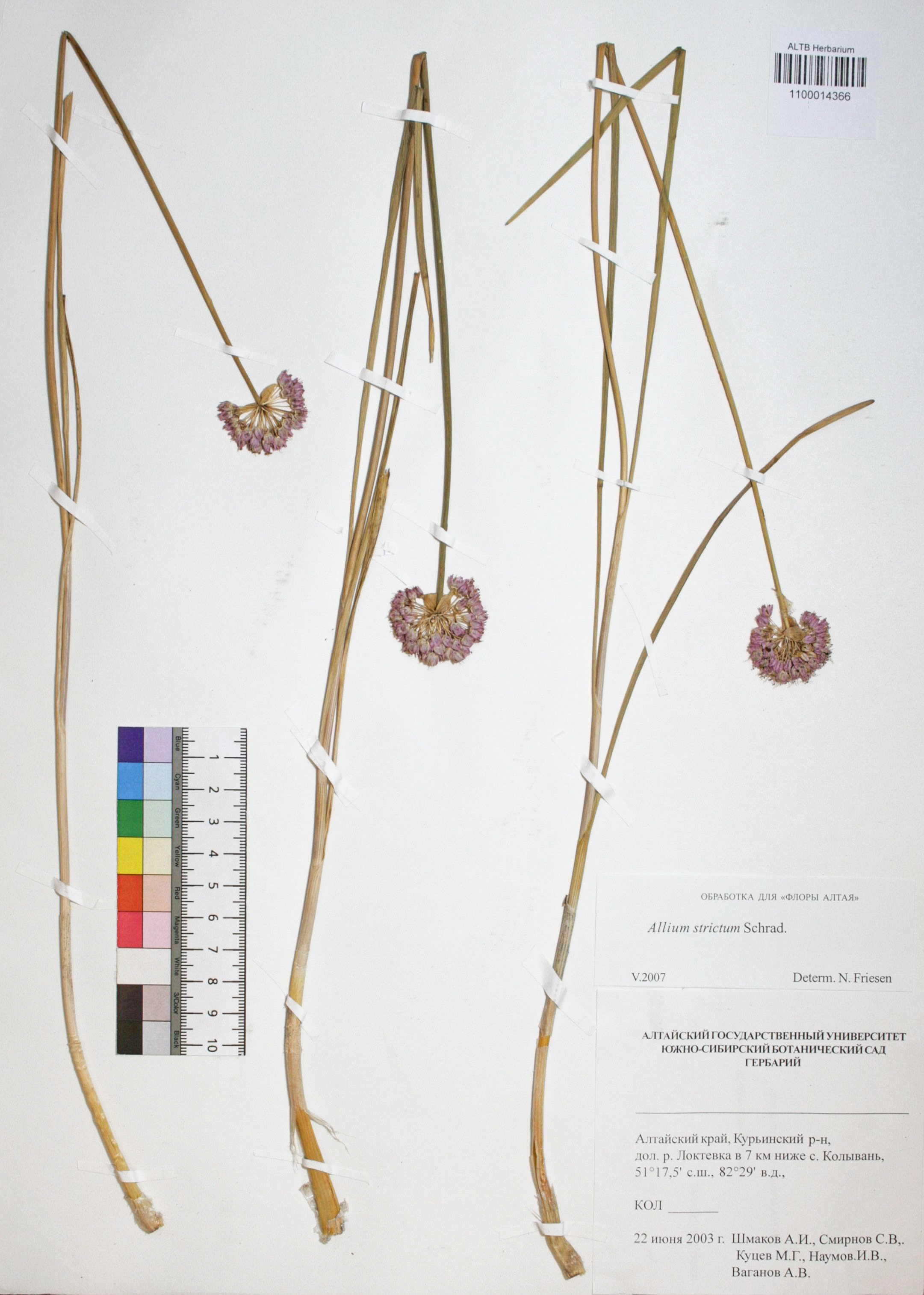 Allium strictum Schrad.