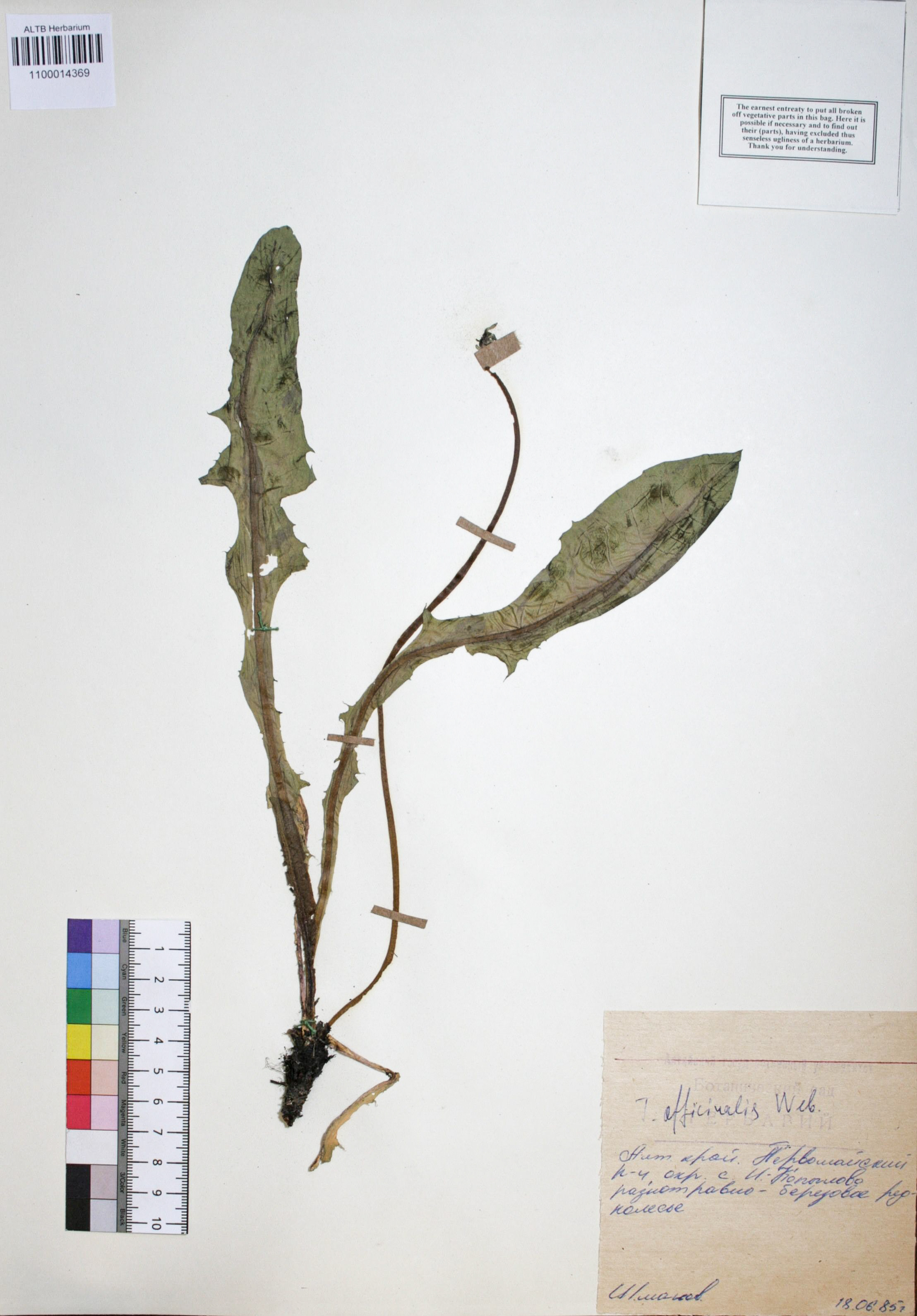 Taraxacum officinale Wigg.