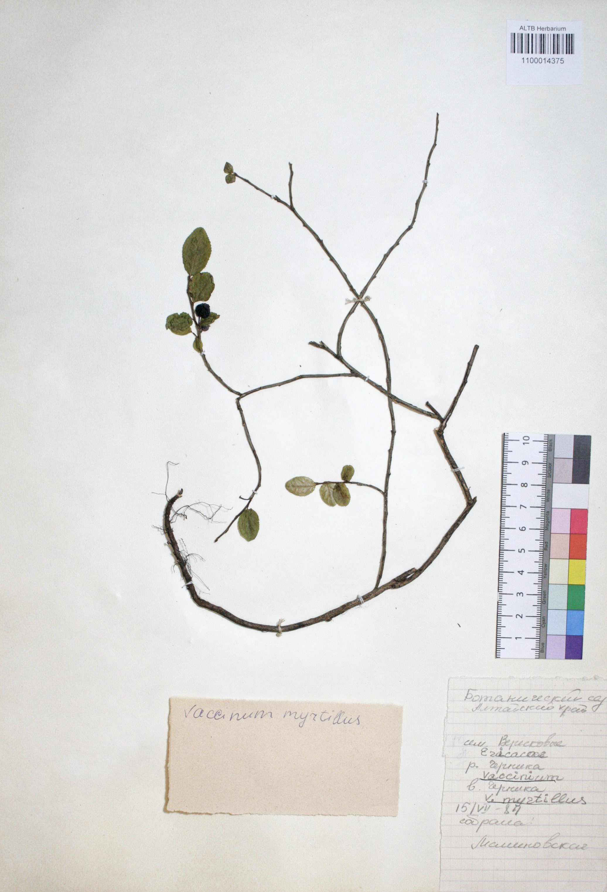 Vaccinium myrtillus L.