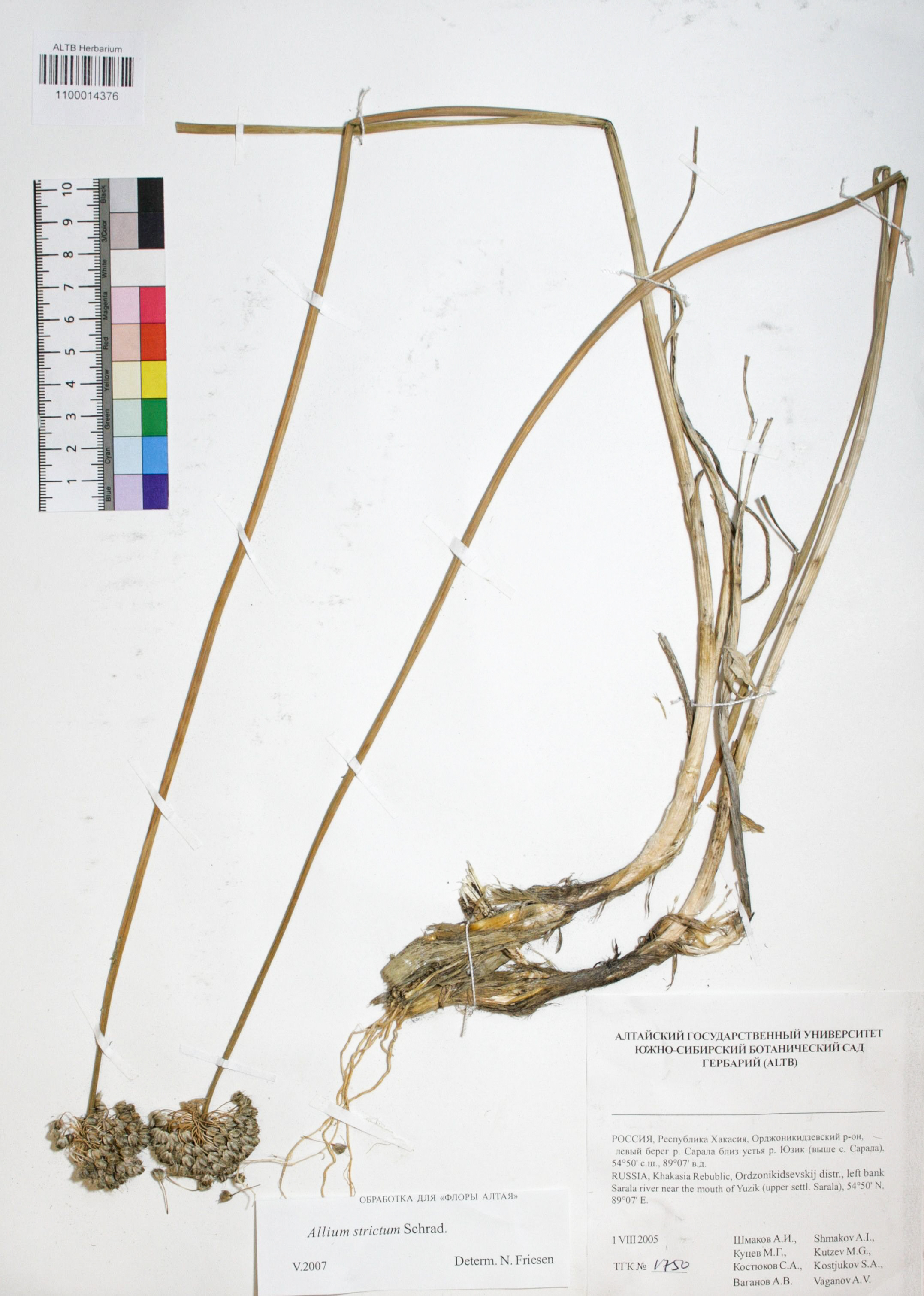Allium strictum Schrad.