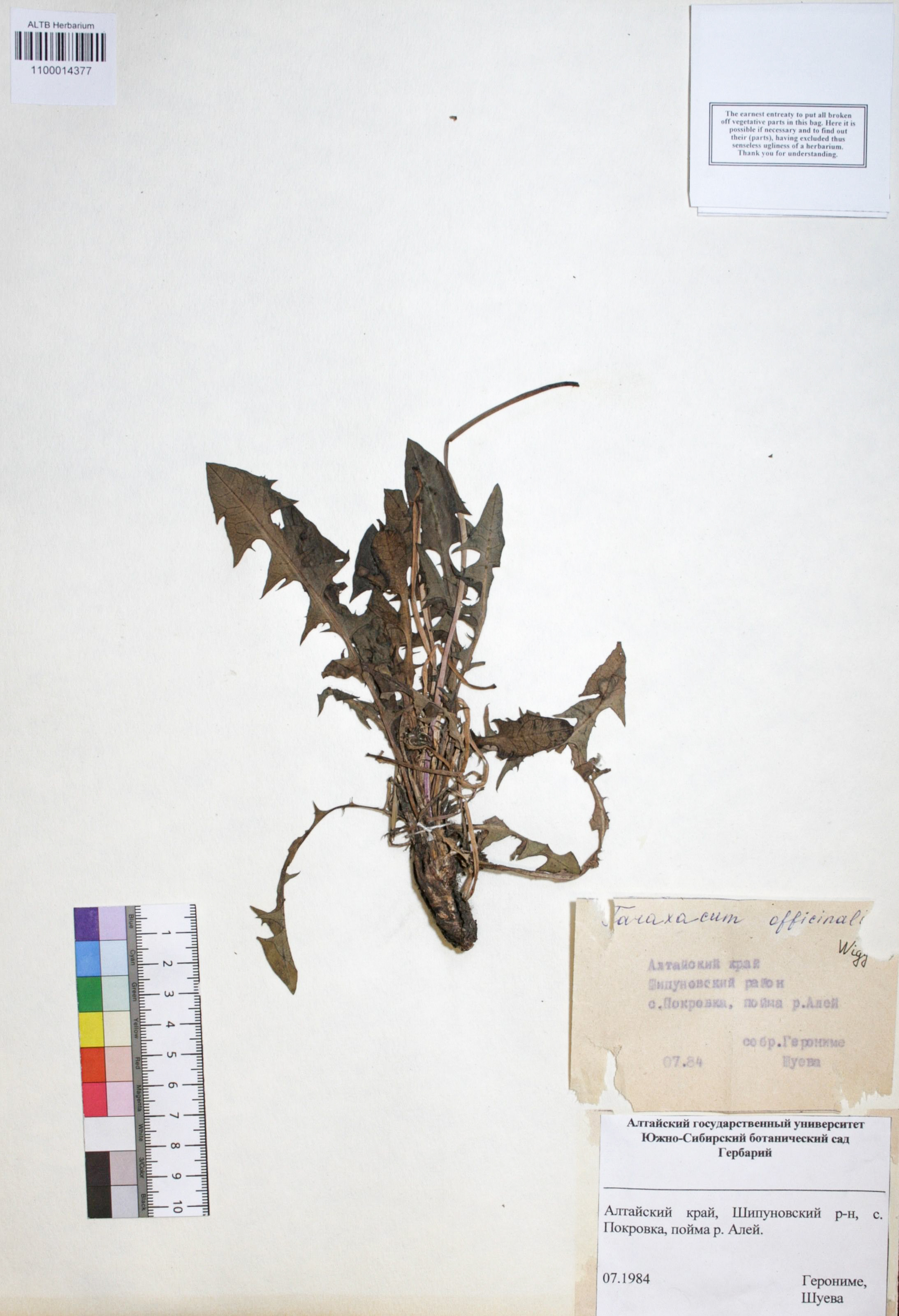 Taraxacum officinale Wigg.