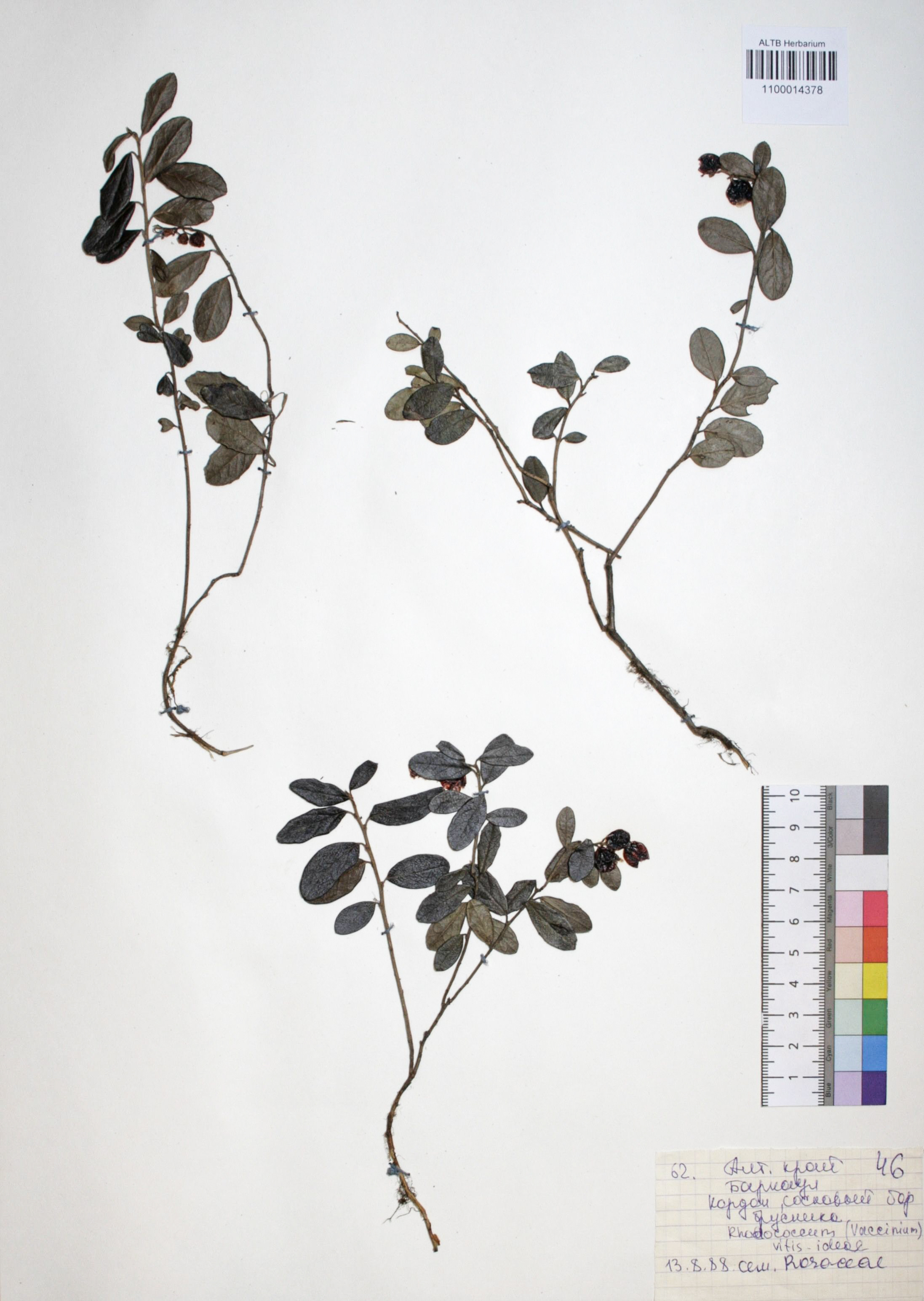 Vaccinium vitis-idaea L.