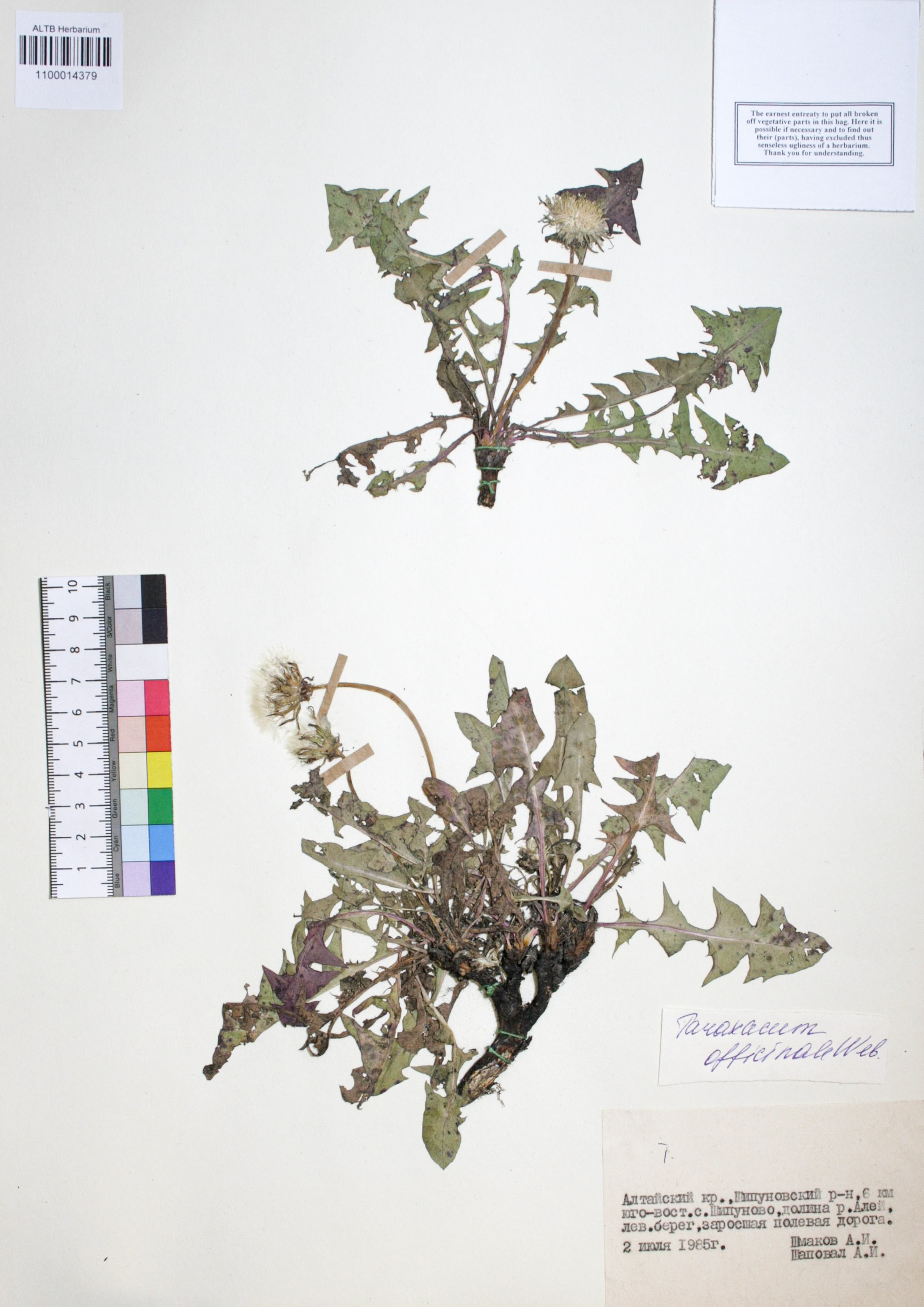 Taraxacum officinale Wigg.