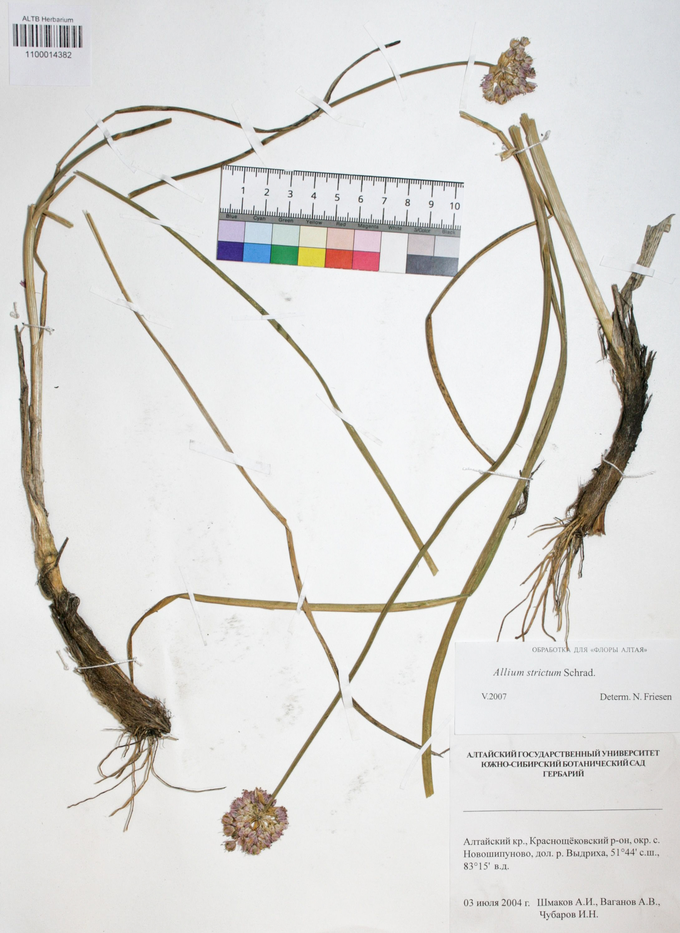 Allium strictum Schrad.