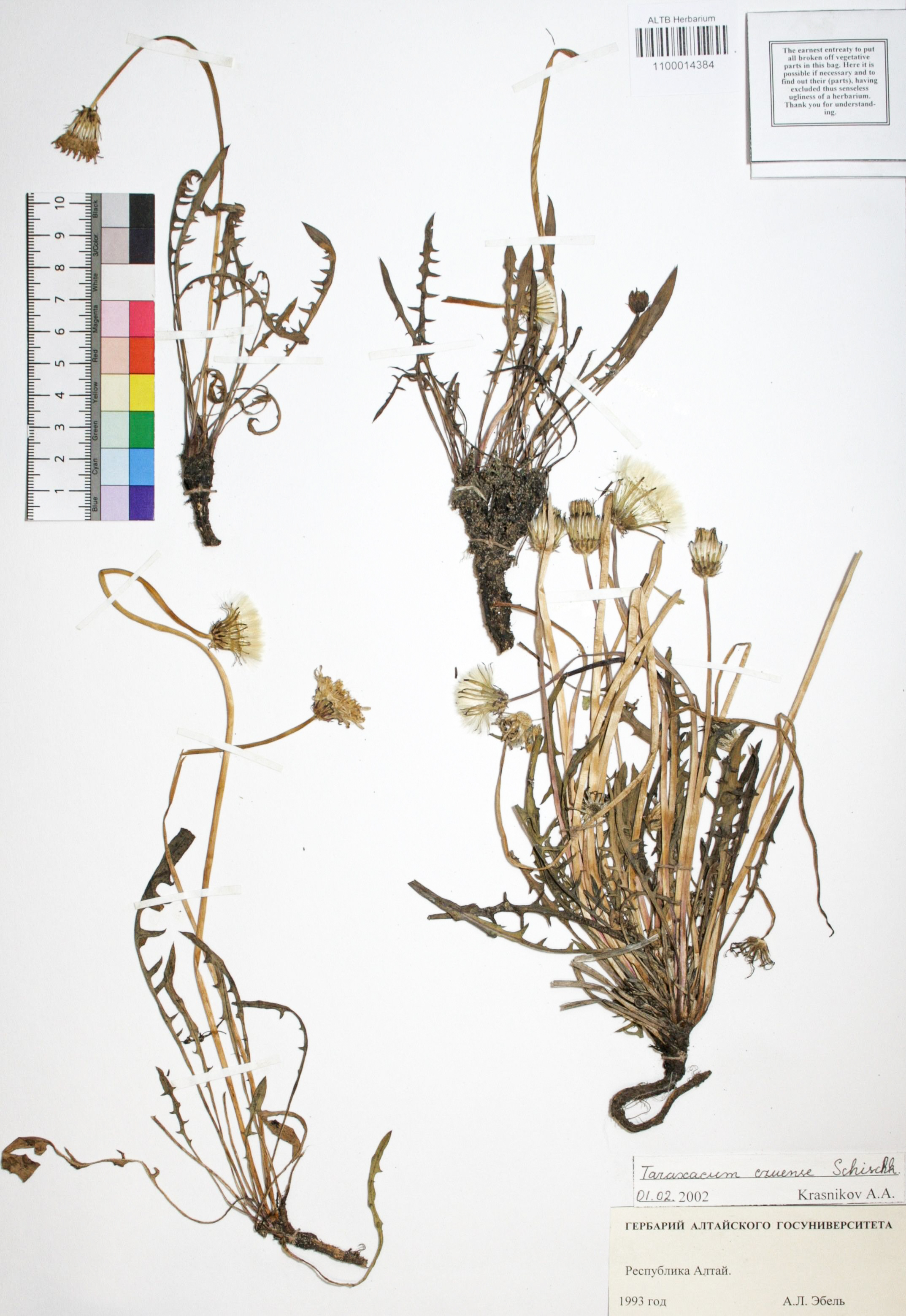 Taraxacum czuense Schischk.