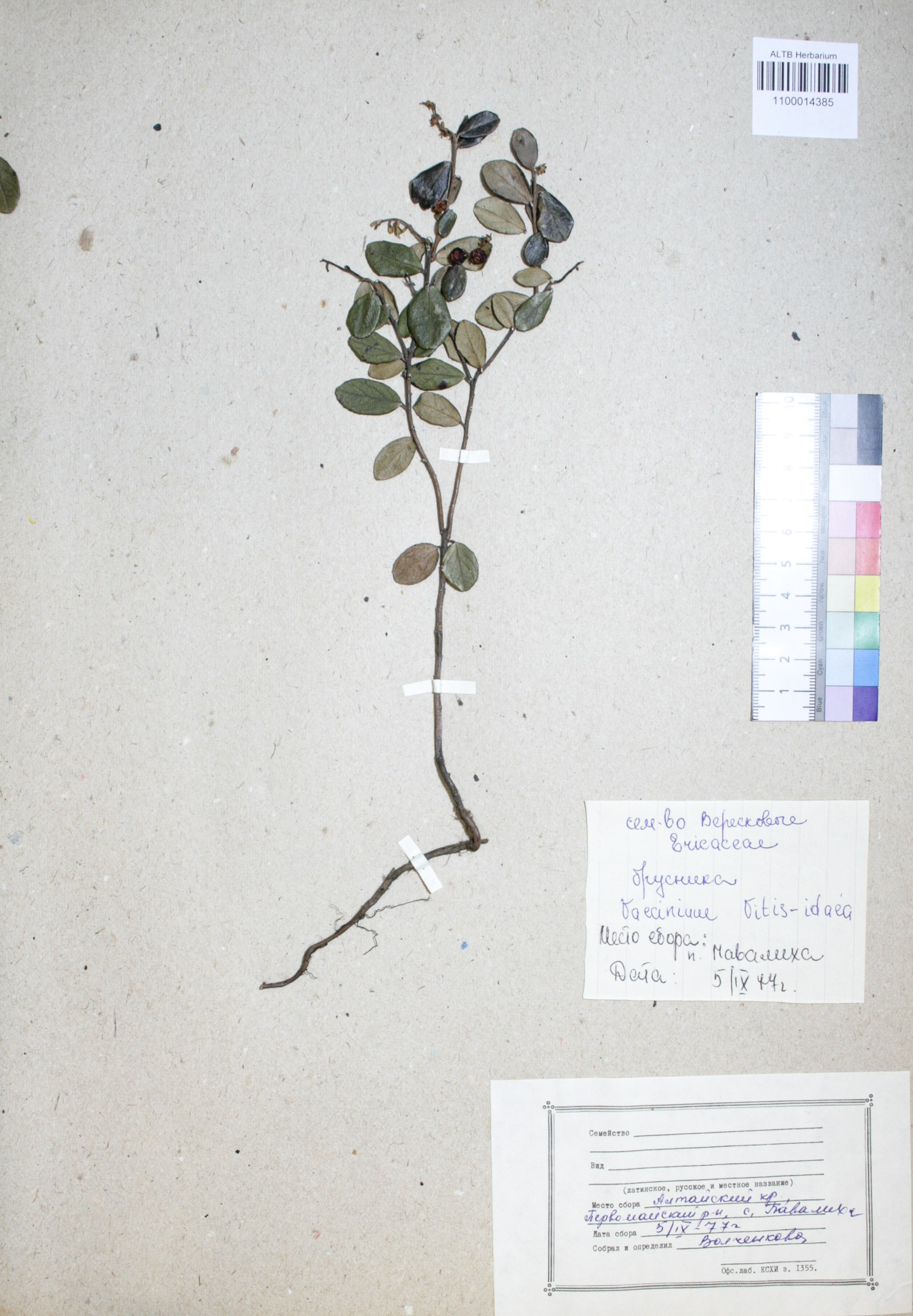 Vaccinium vitis-idaea L.
