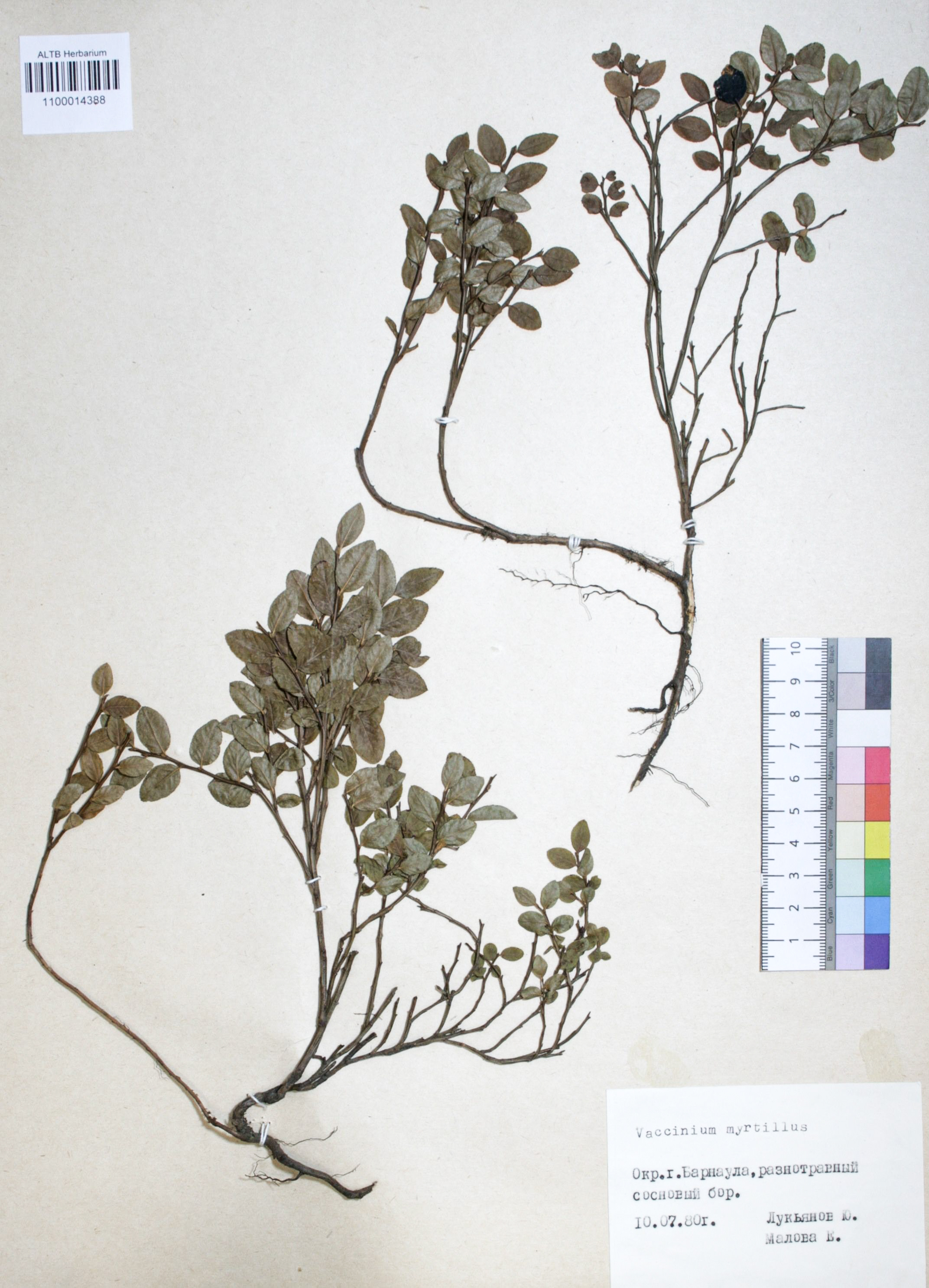 Vaccinium myrtillus L.