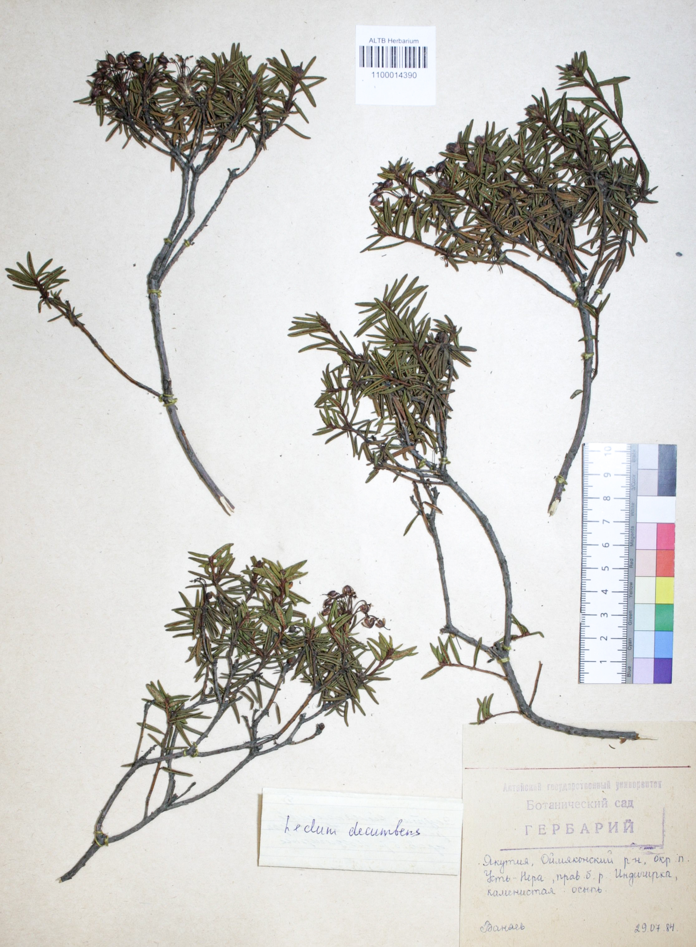 Ledum decumbens (Aiton) Lodd. ex Steud.