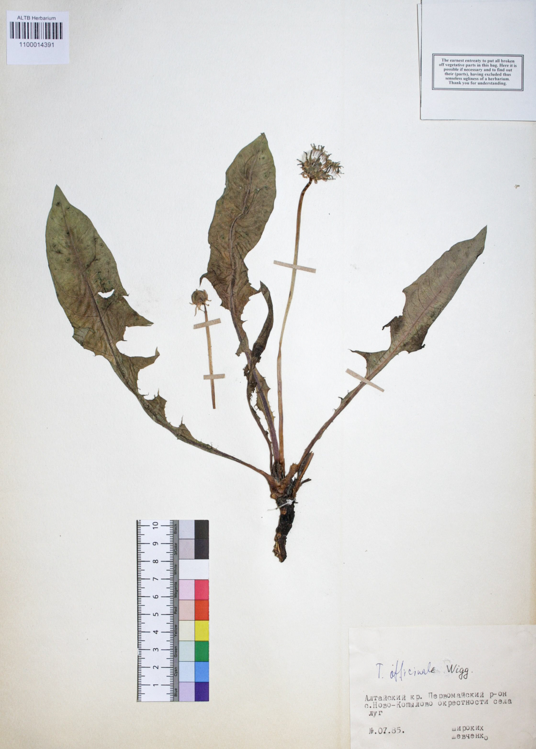 Taraxacum officinale Wigg.