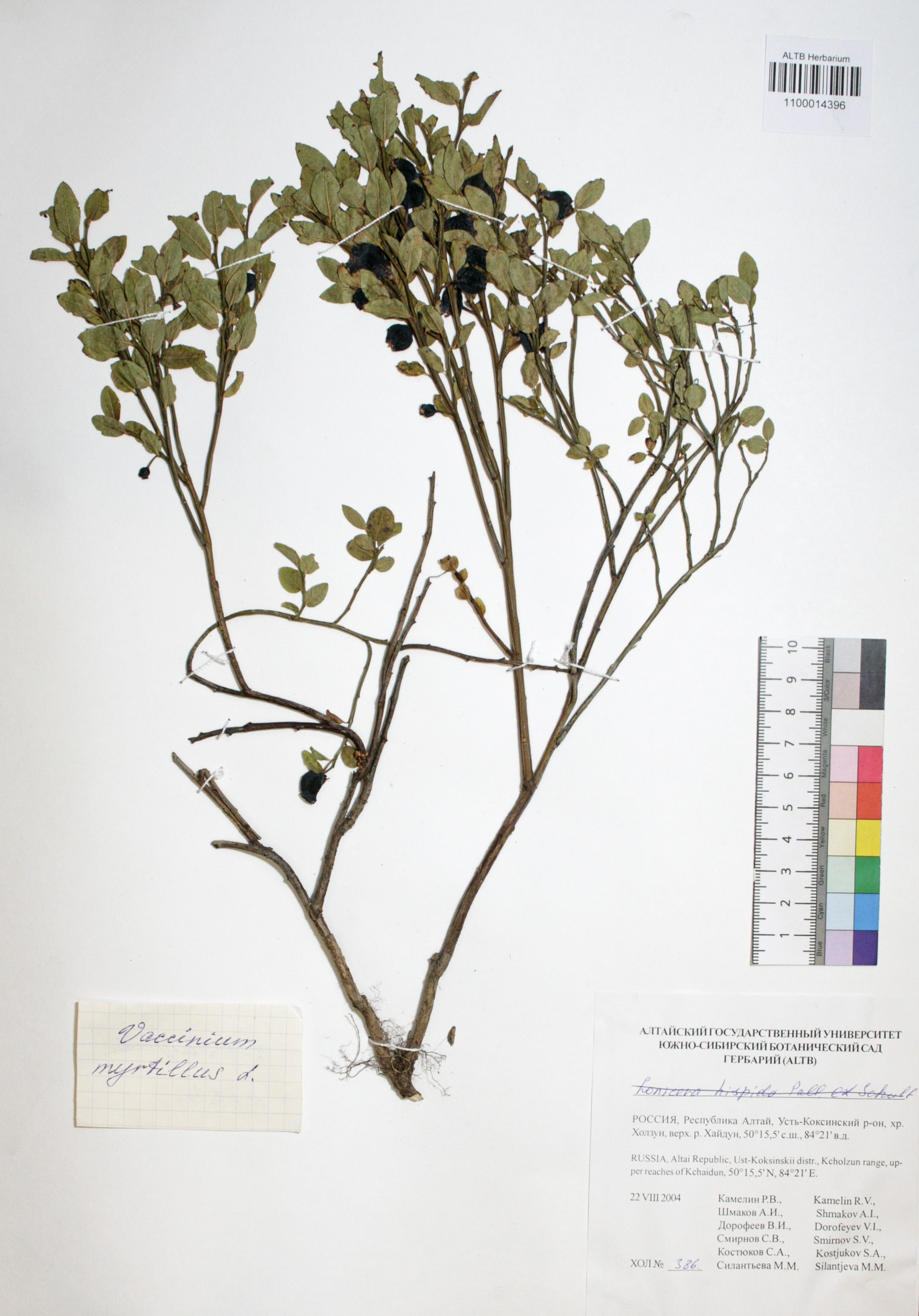 Vaccinium myrtillus L.