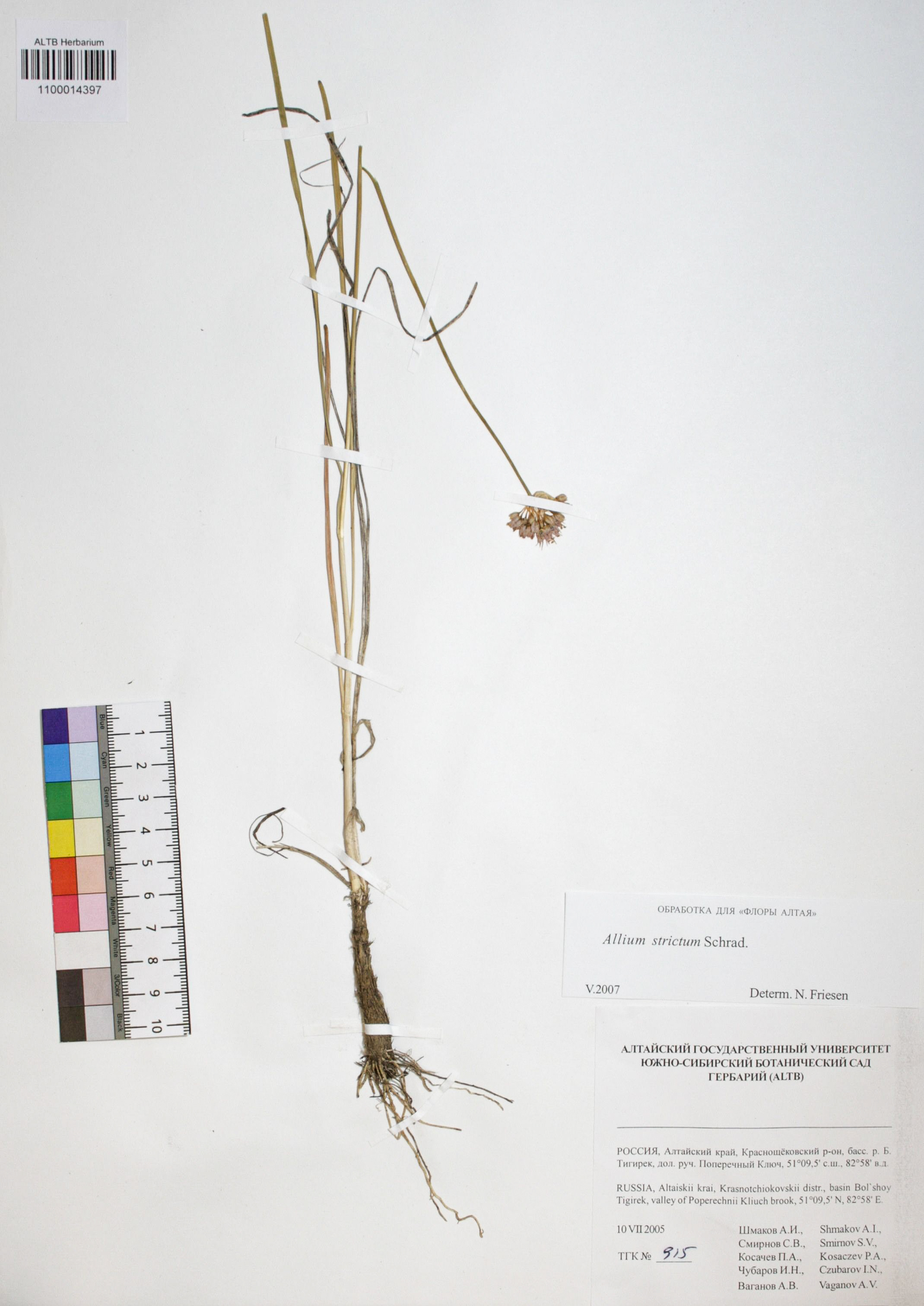 Allium strictum Schrad.