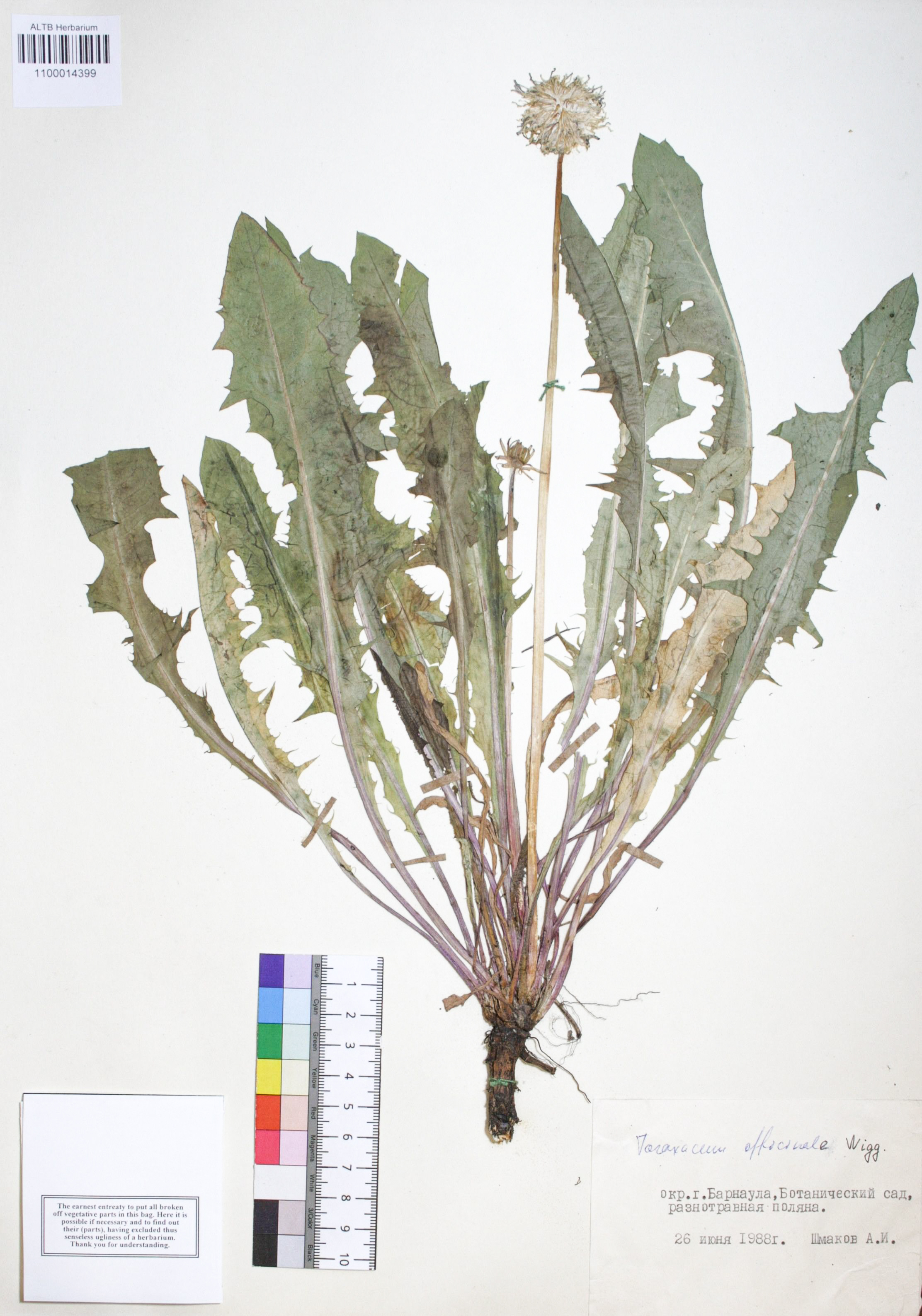 Taraxacum officinale Wigg.