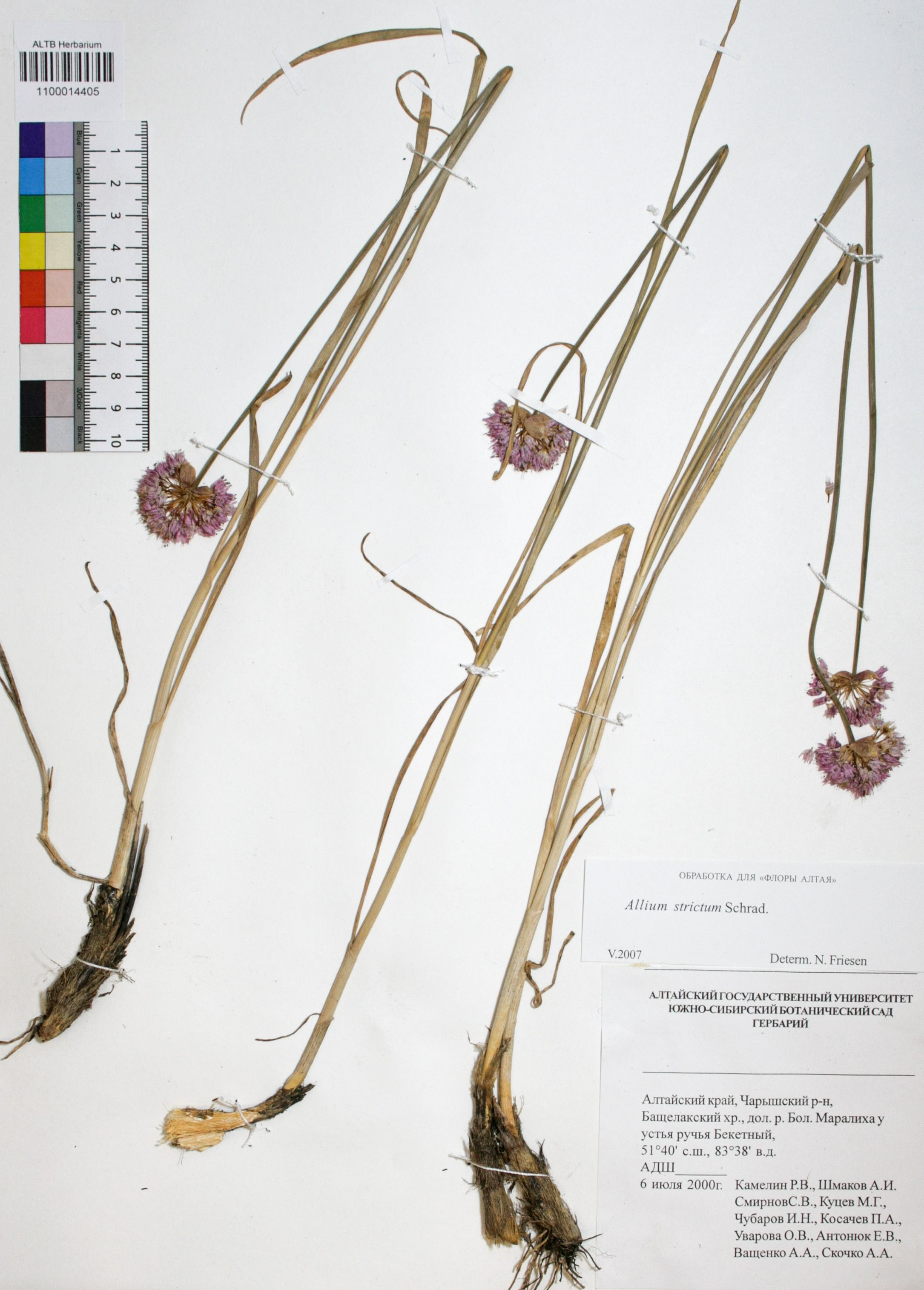 Allium strictum Schrad.