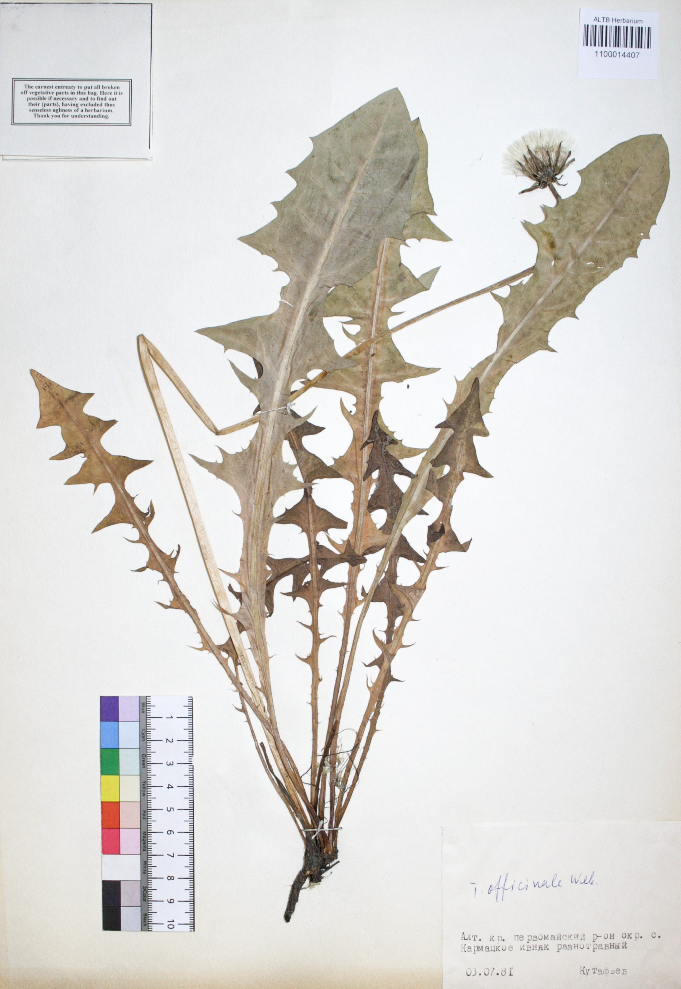 Taraxacum officinale Wigg.