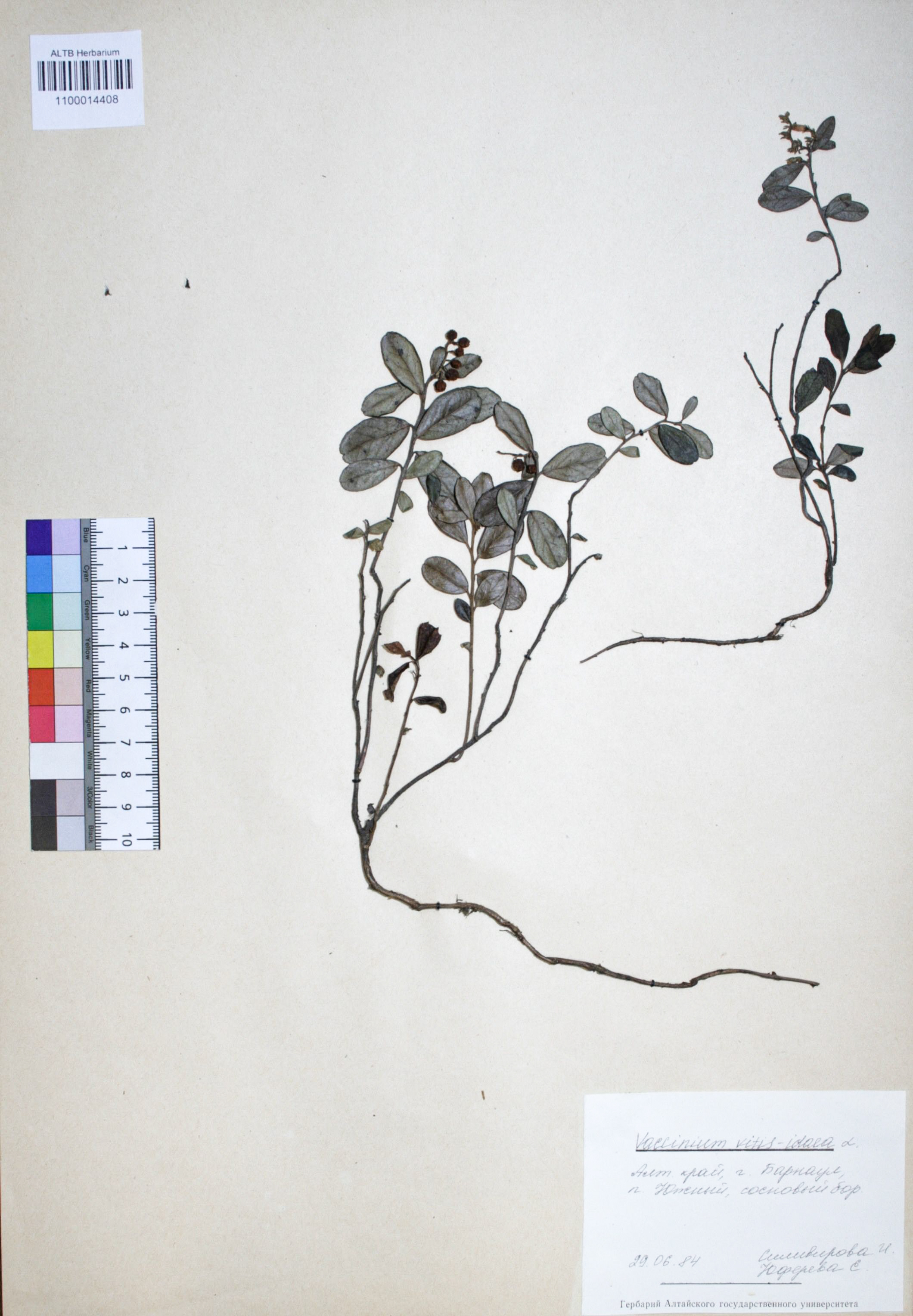 Vaccinium vitis-idaea L.