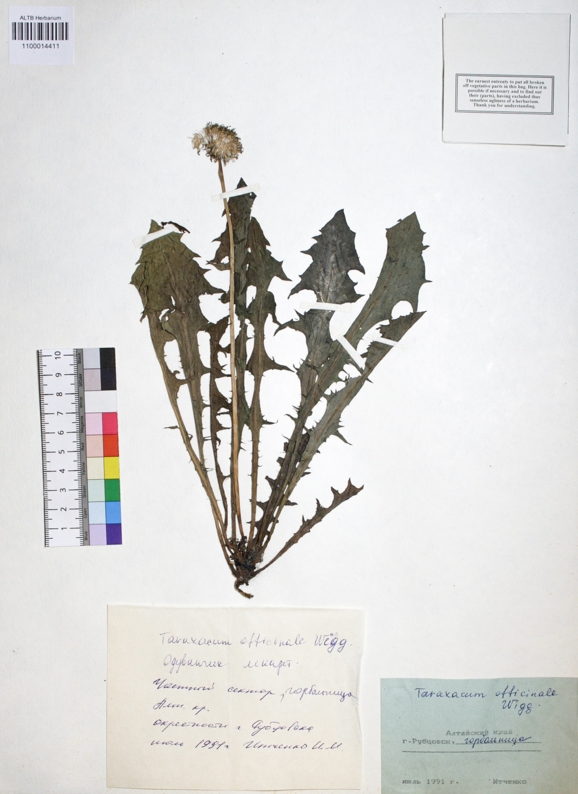 Taraxacum officinale Wigg.