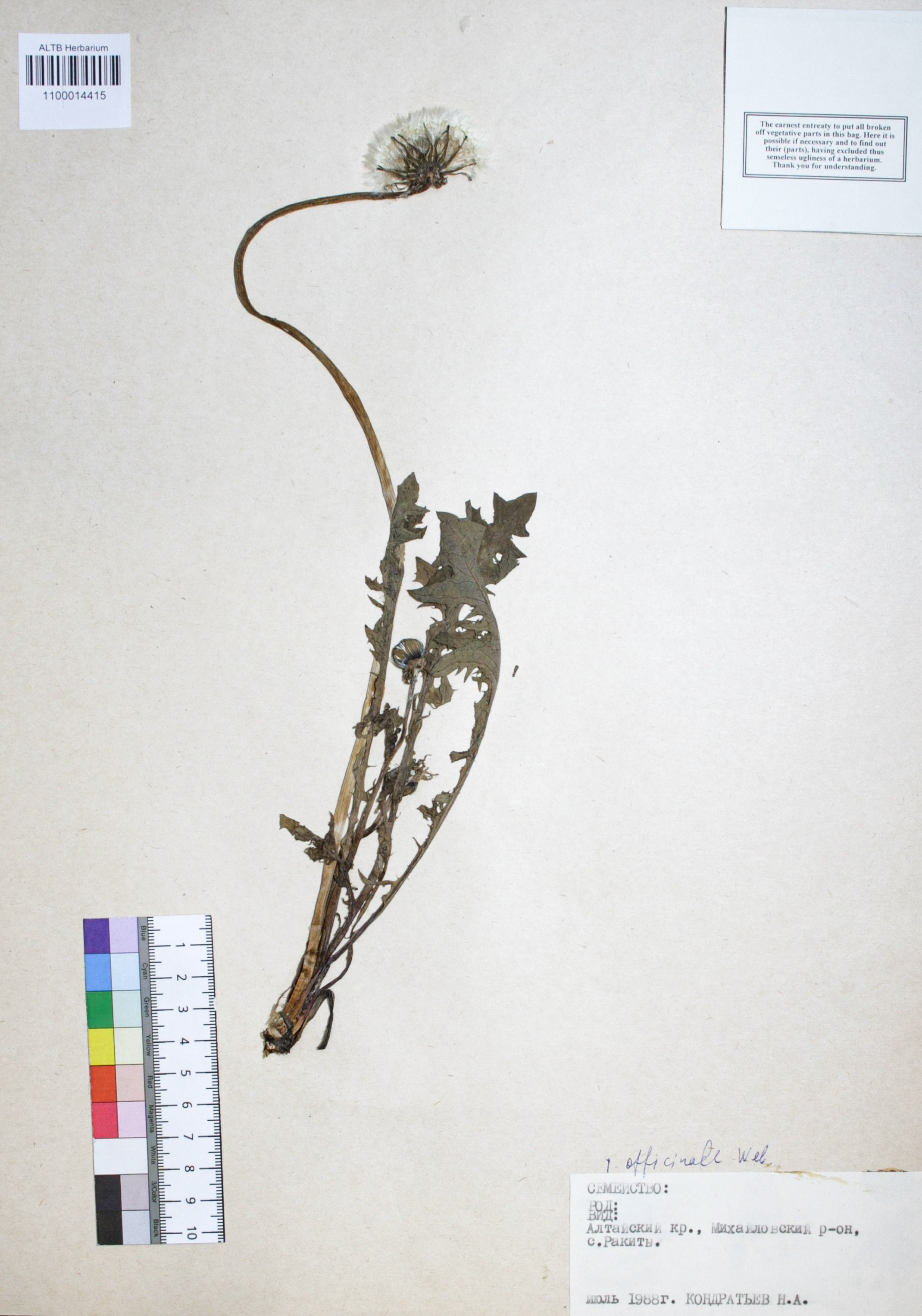 Taraxacum officinale Wigg.