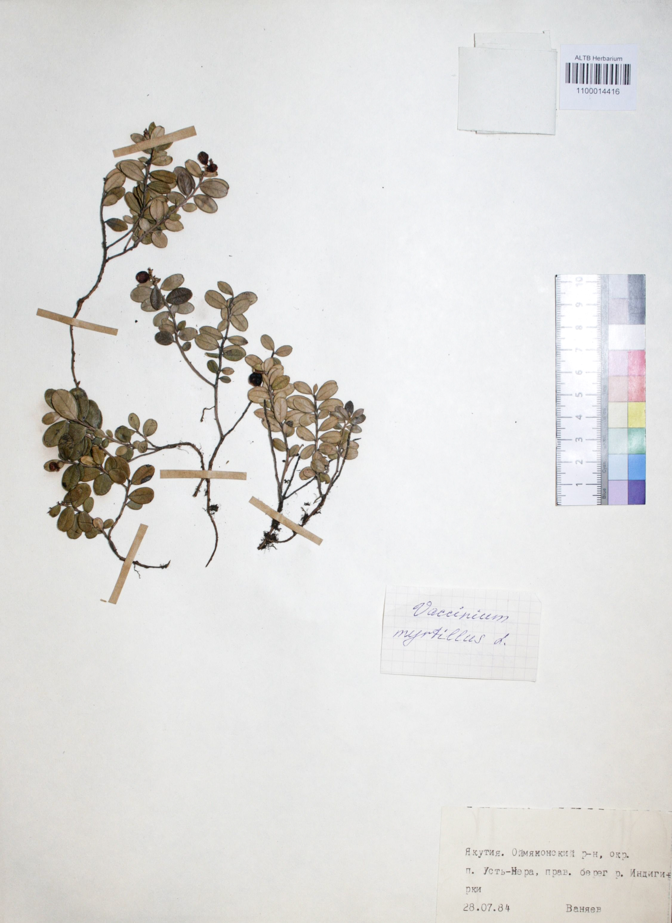 Vaccinium myrtillus L.