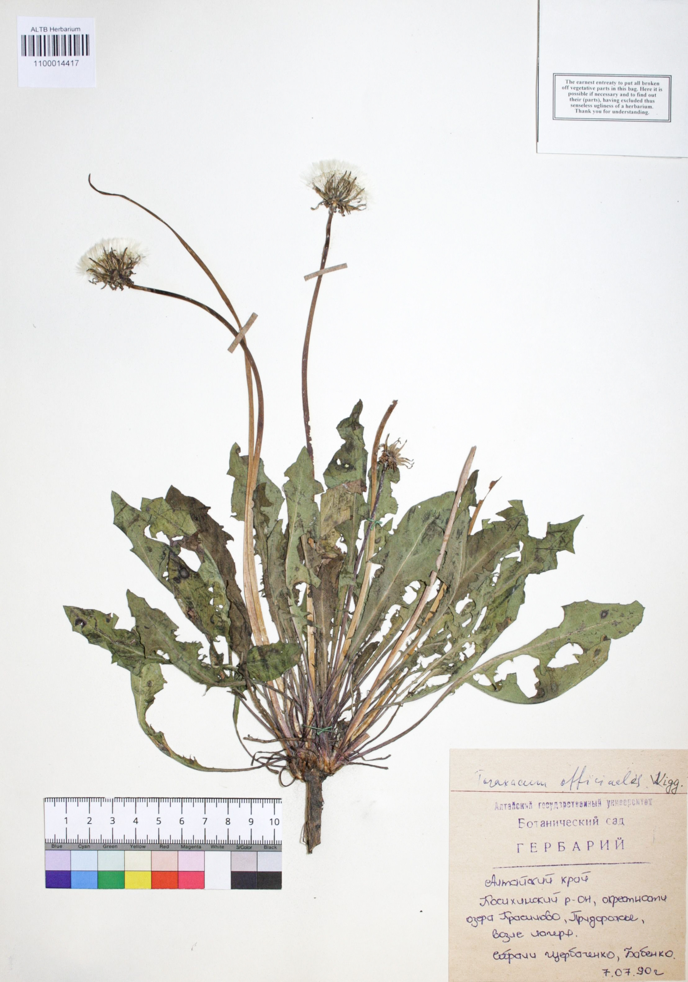 Taraxacum officinale Wigg.