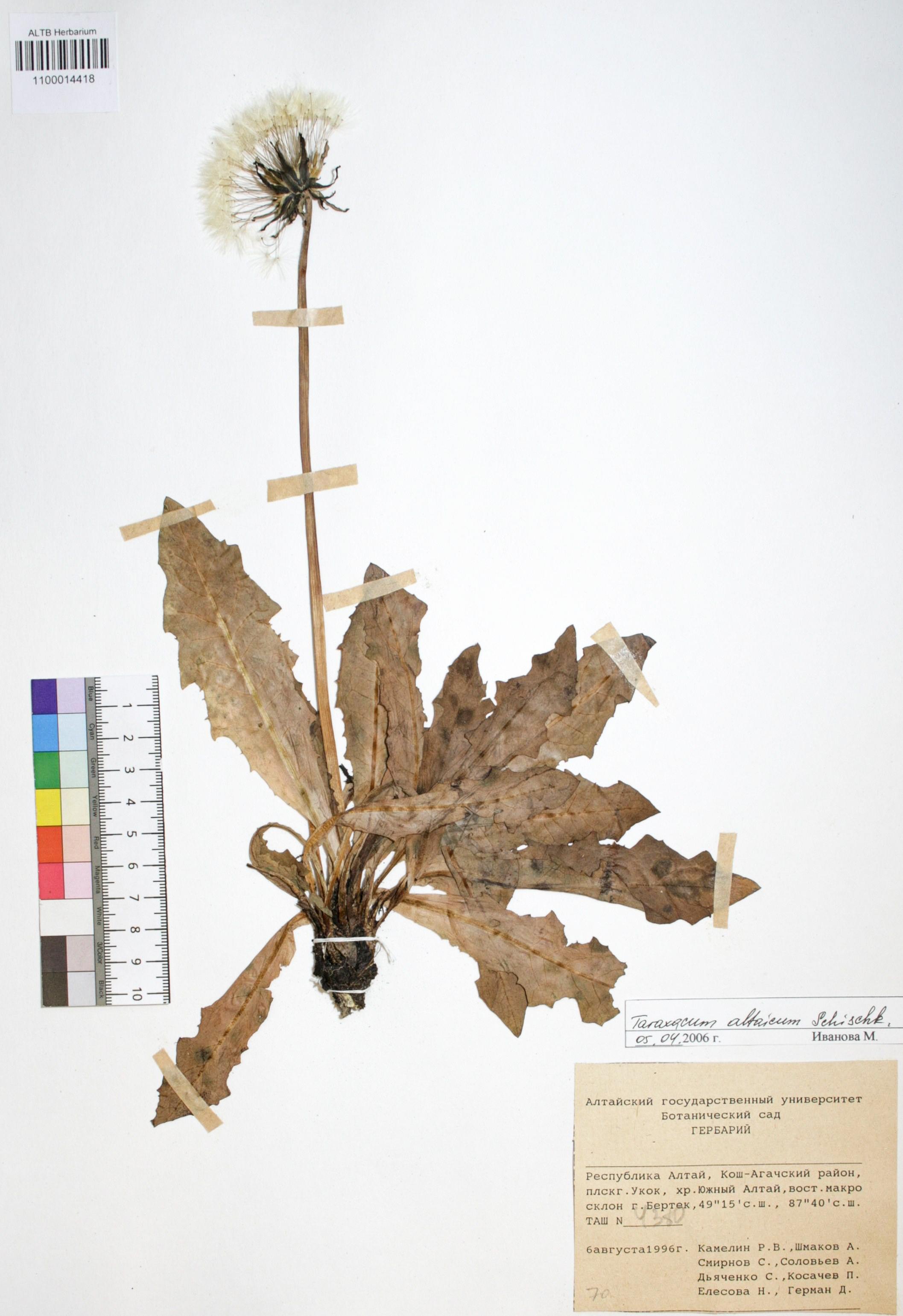 Taraxacum officinale Wigg.