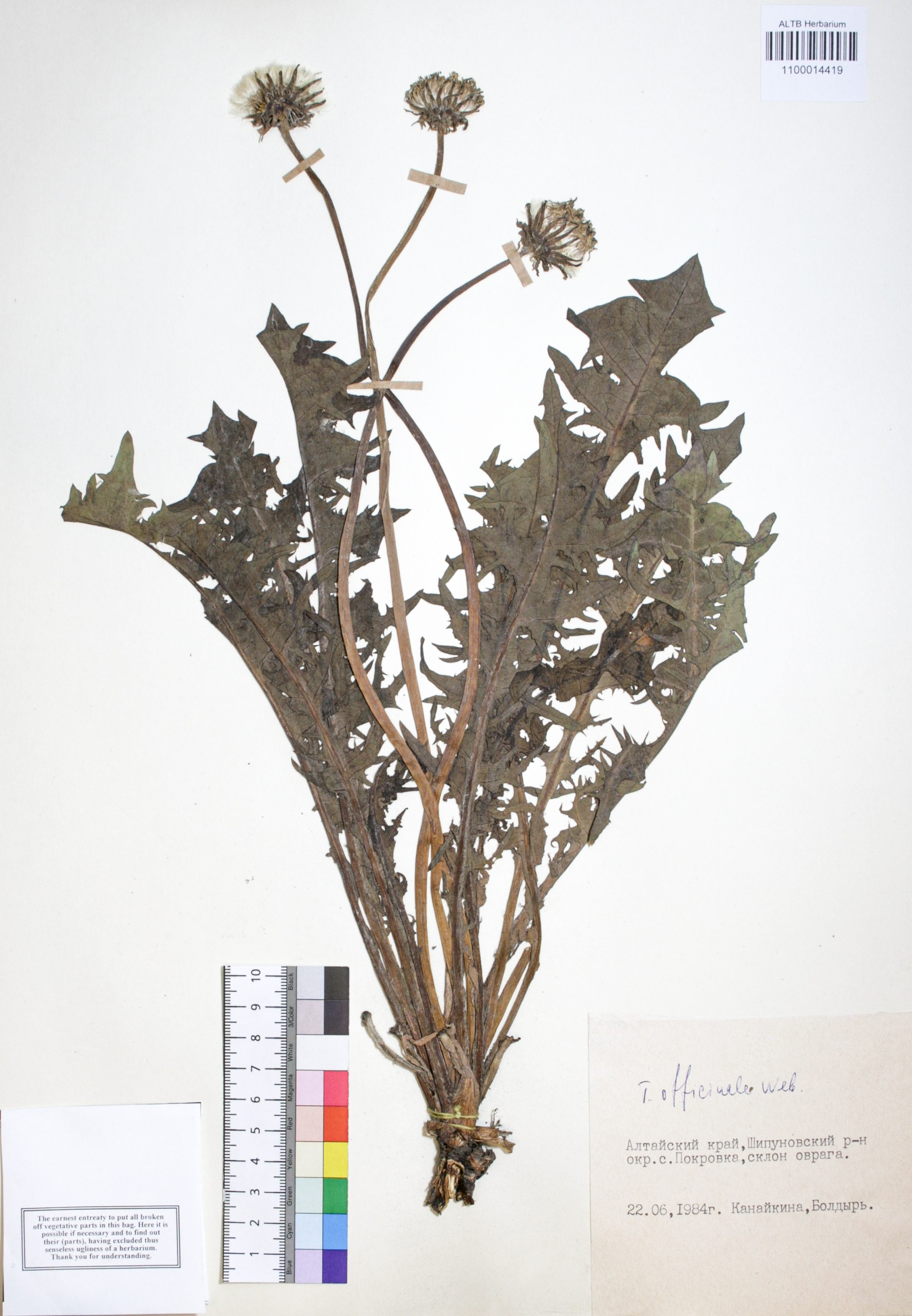 Taraxacum officinale Wigg.