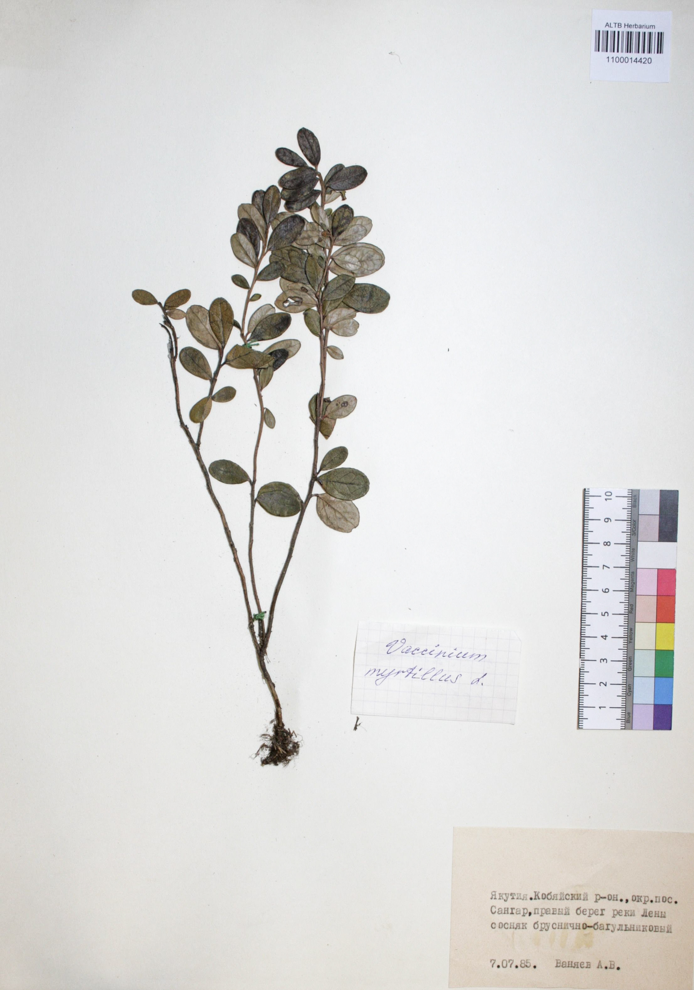 Vaccinium myrtillus L.