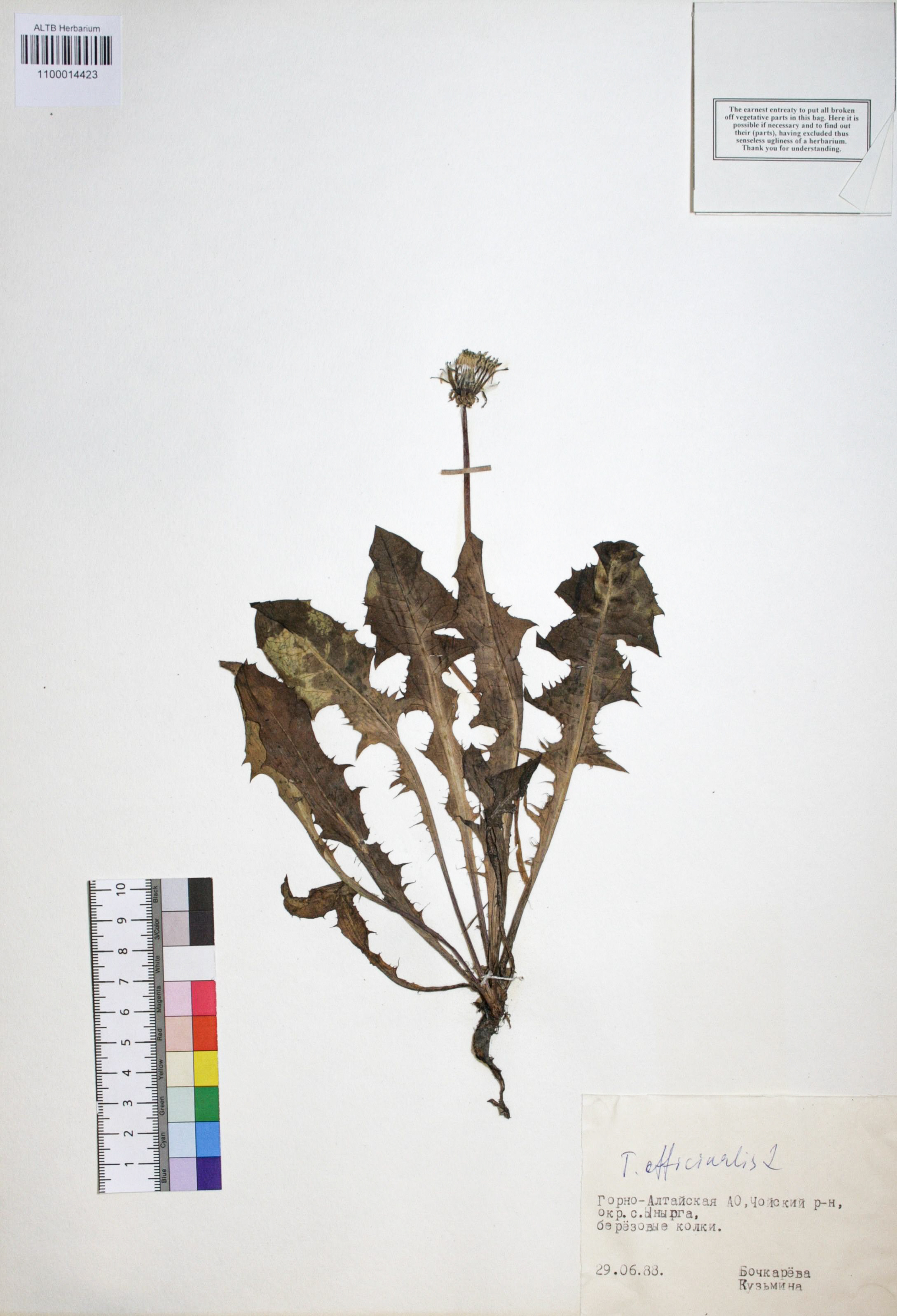 Taraxacum officinale Wigg.