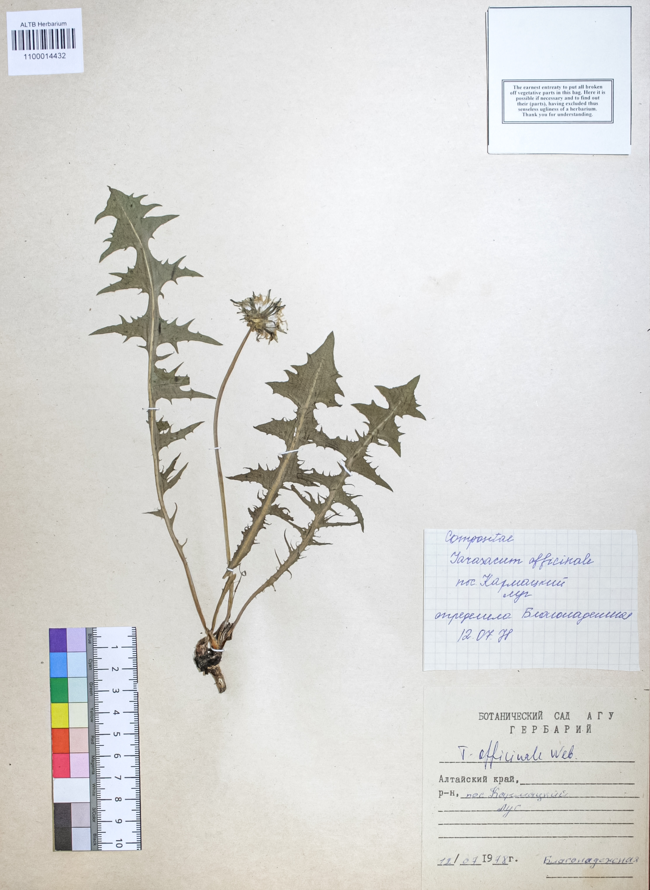 Taraxacum officinale Wigg.