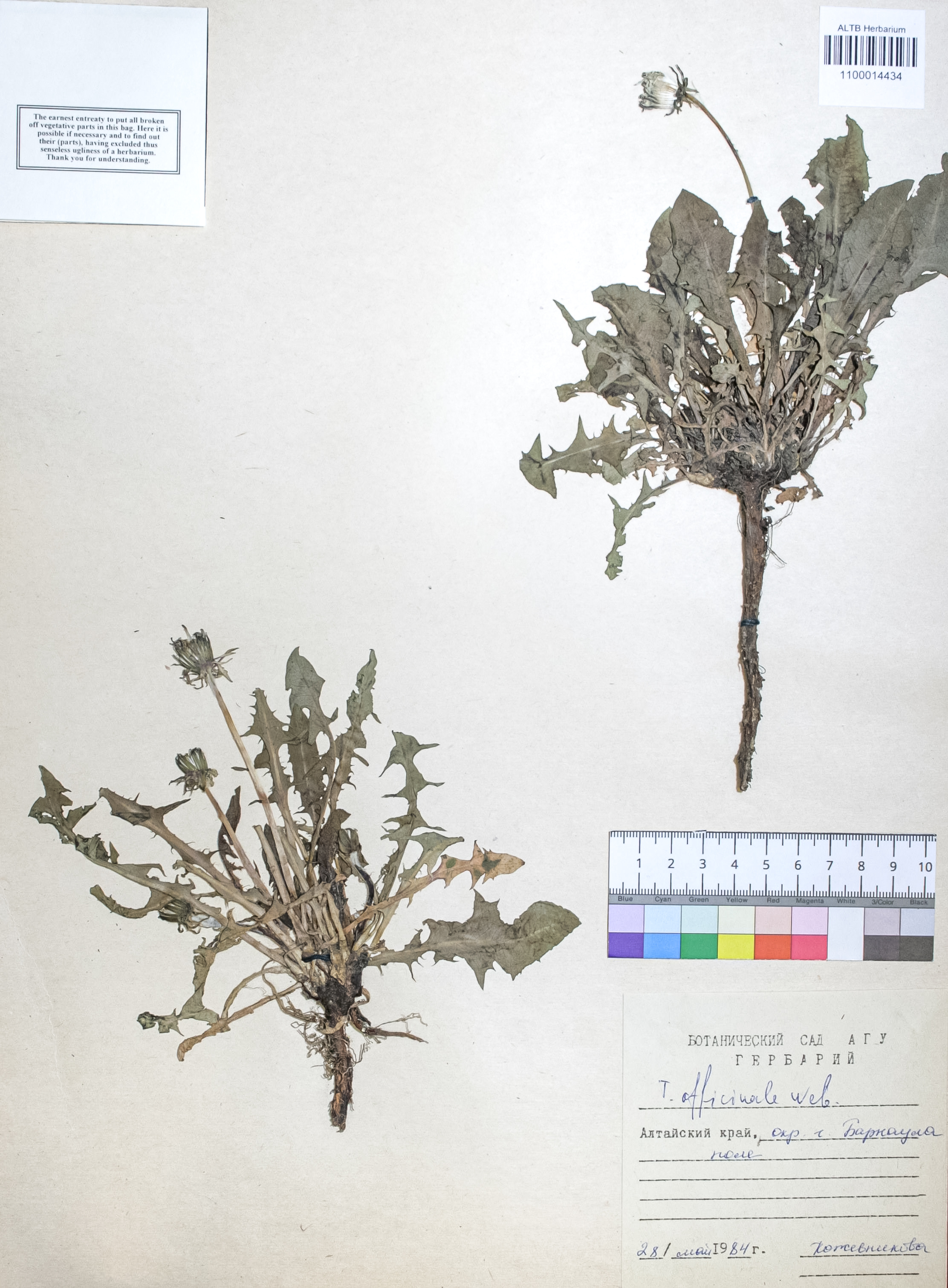 Taraxacum officinale Wigg.