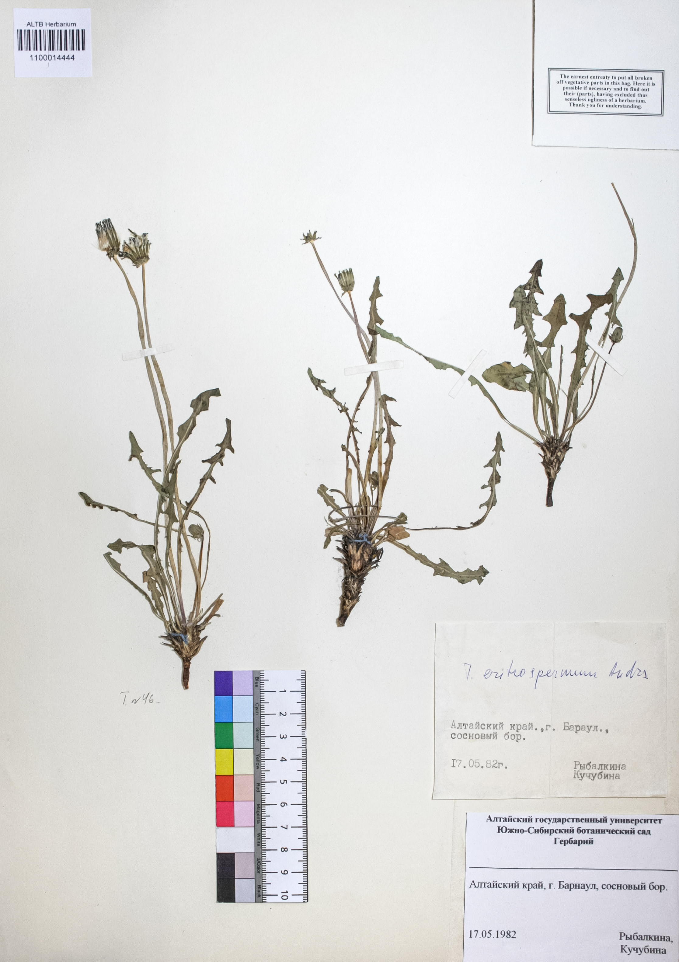 Taraxacum erythrospermum Andrz.