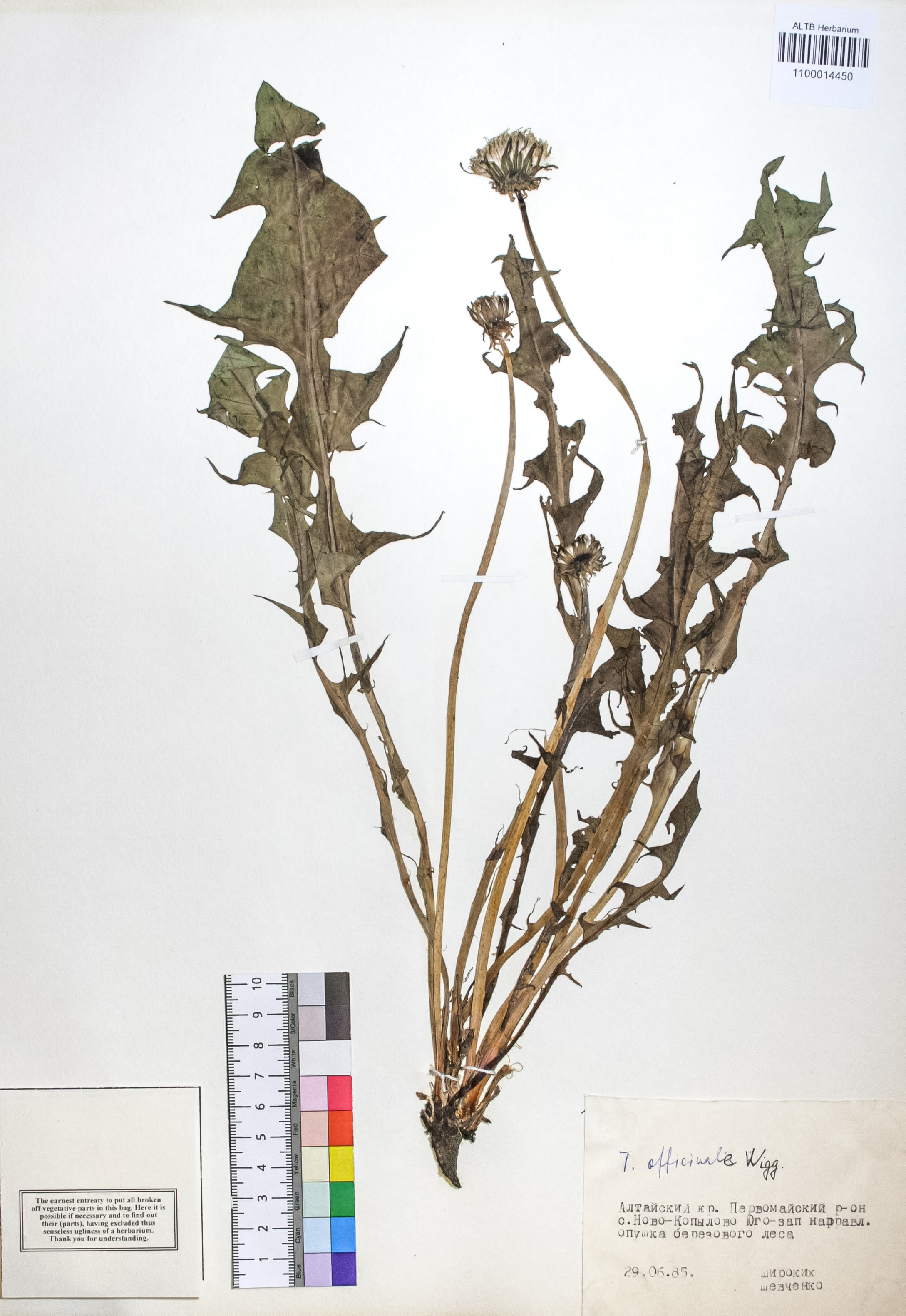 Taraxacum officinale Wigg.