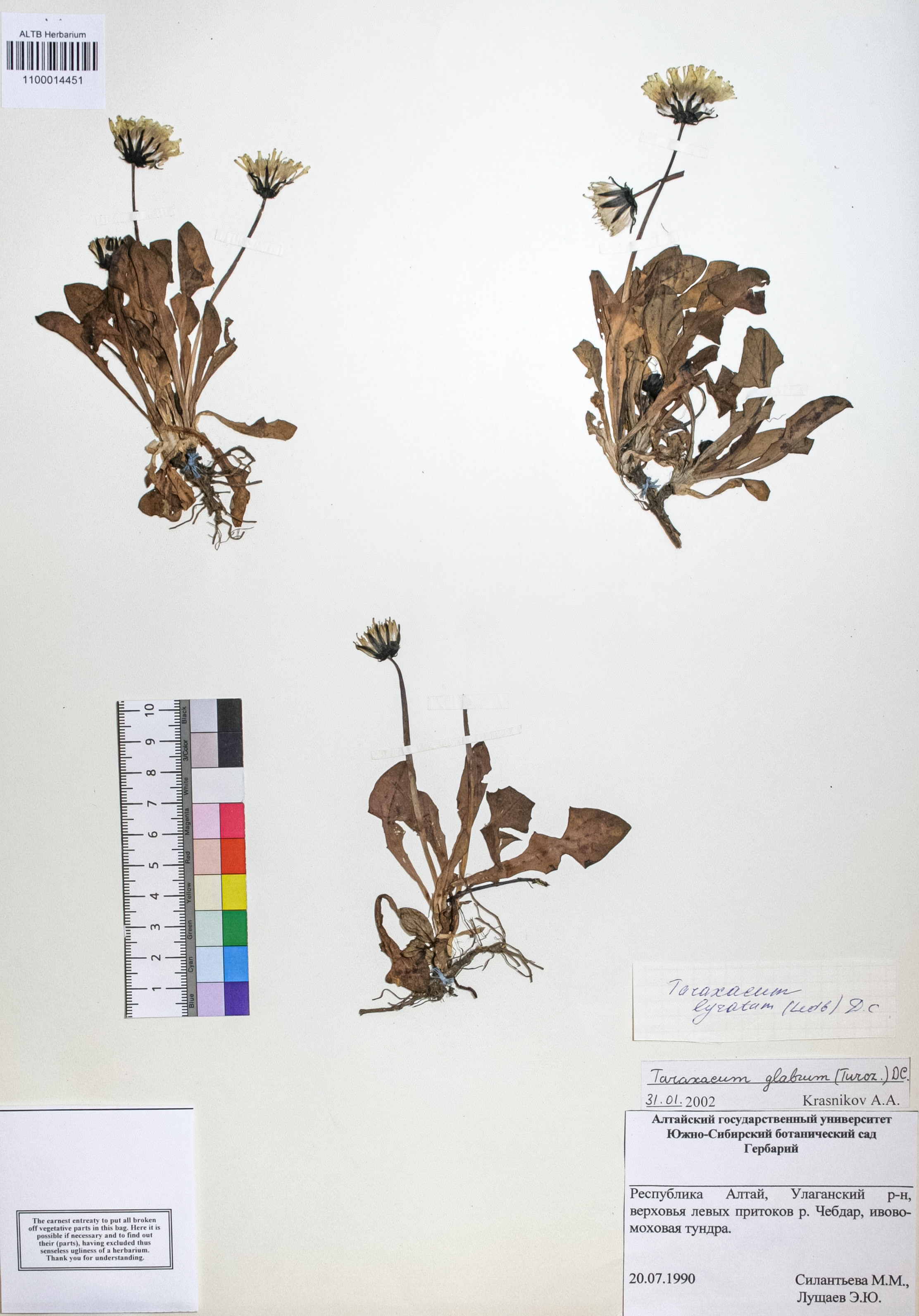 Taraxacum glabrum DC.