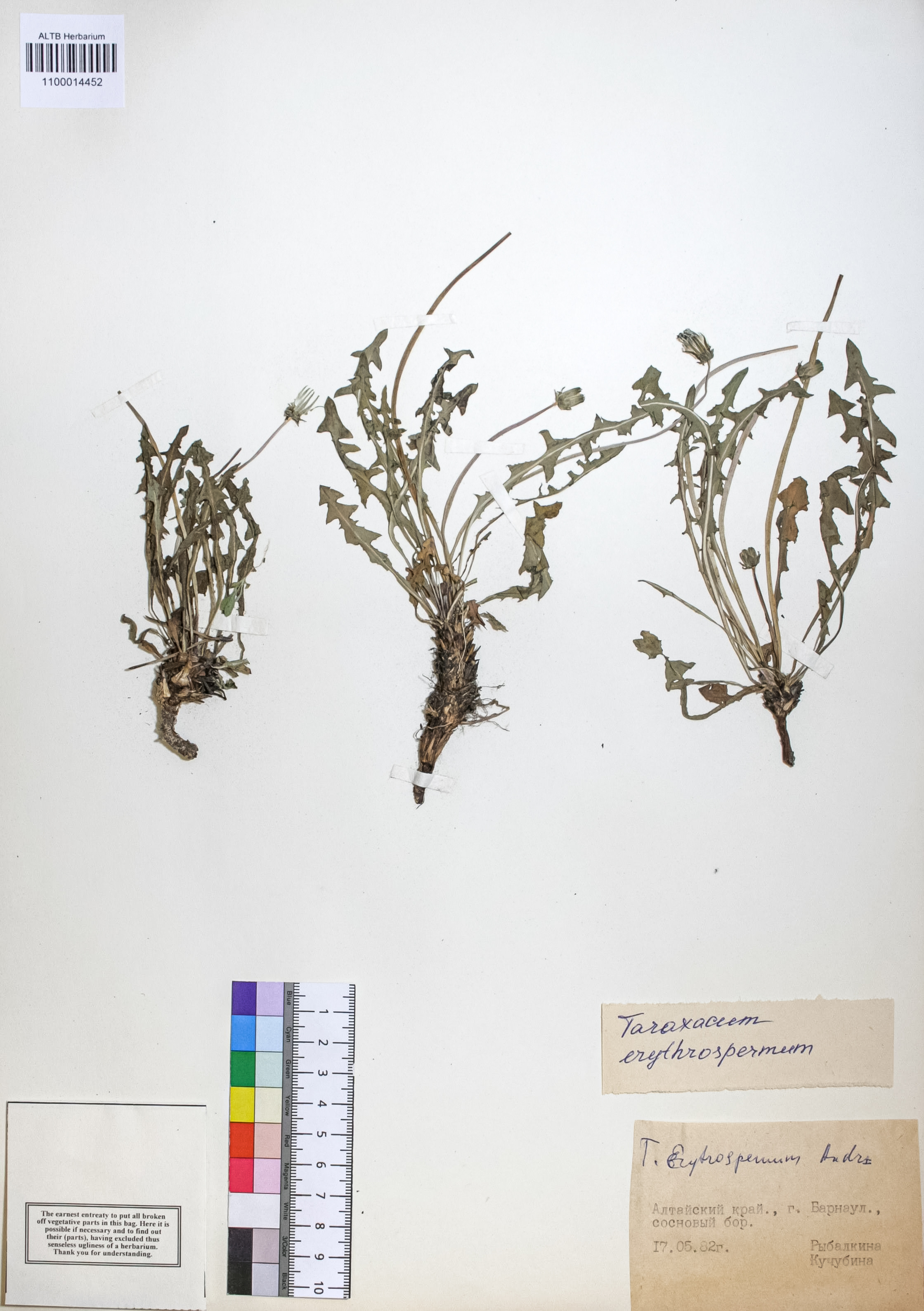 Taraxacum erythrospermum Andrz.