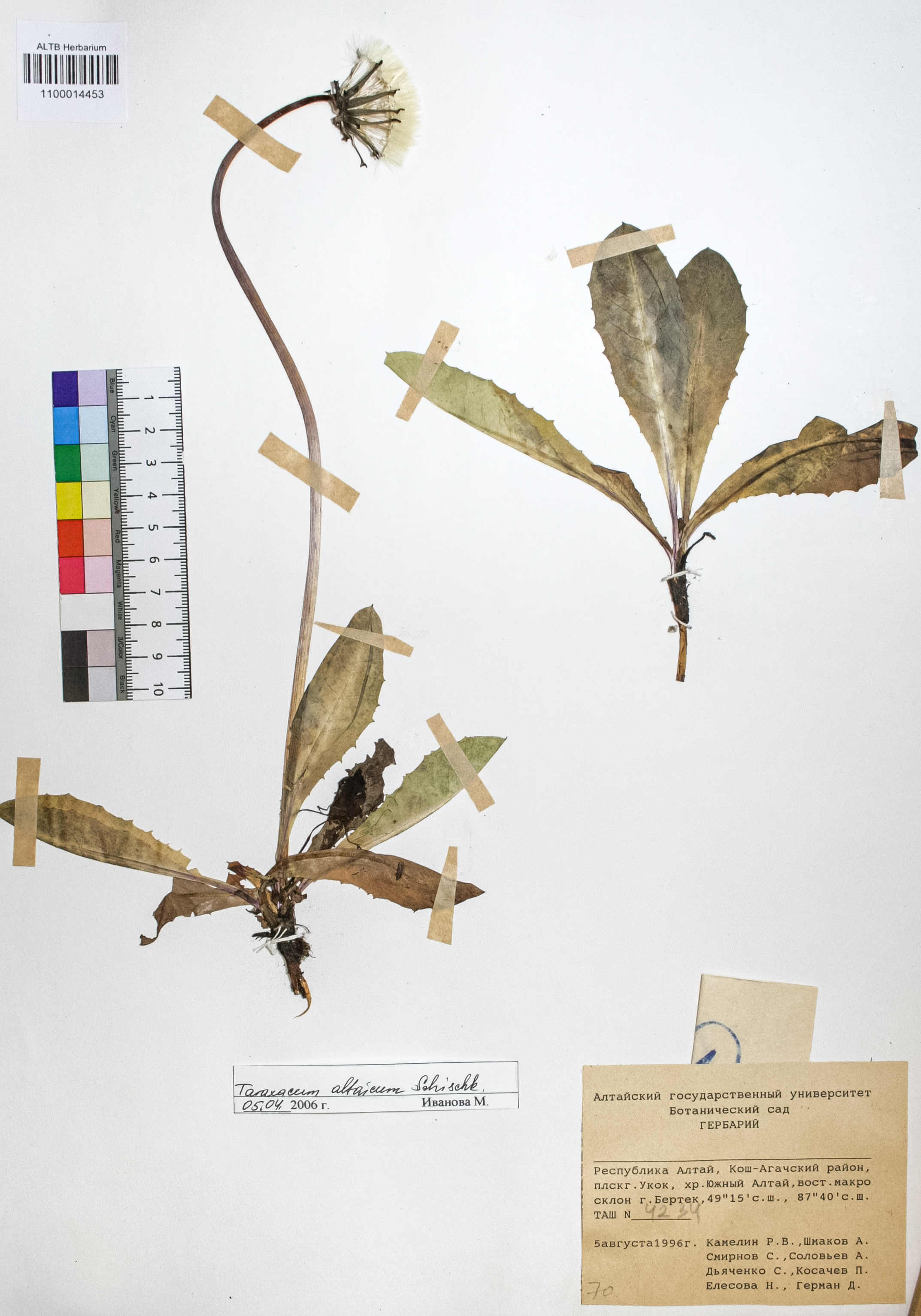 Taraxacum officinale Wigg.