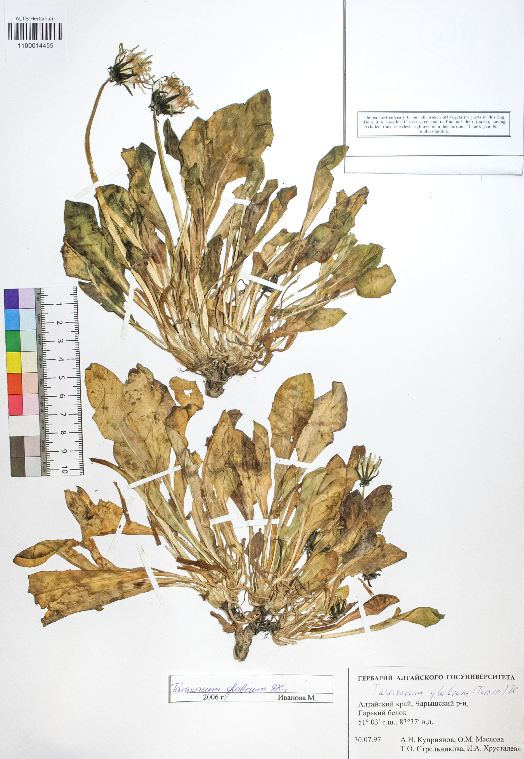 Taraxacum glabrum DC.