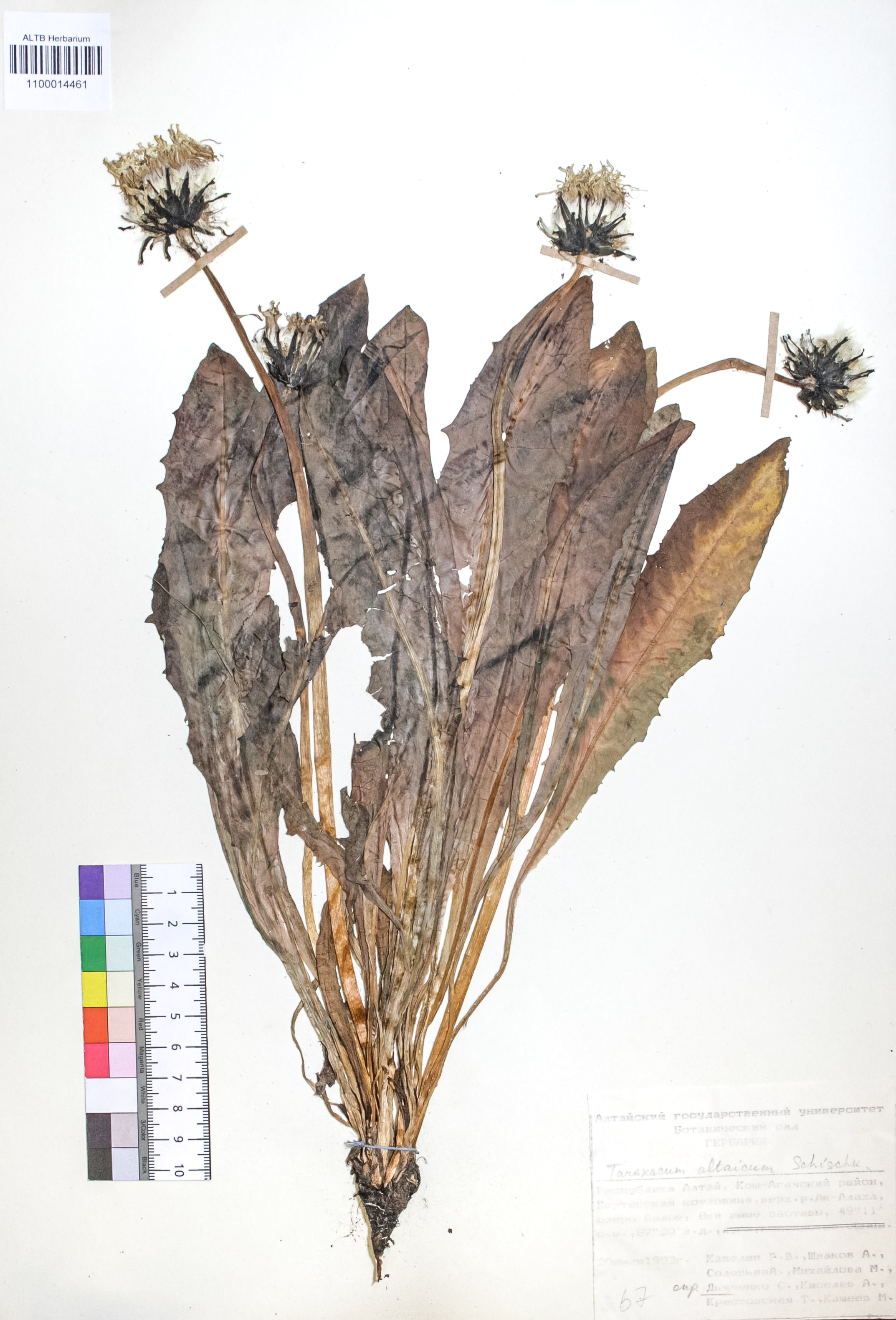 Taraxacum officinale Wigg.