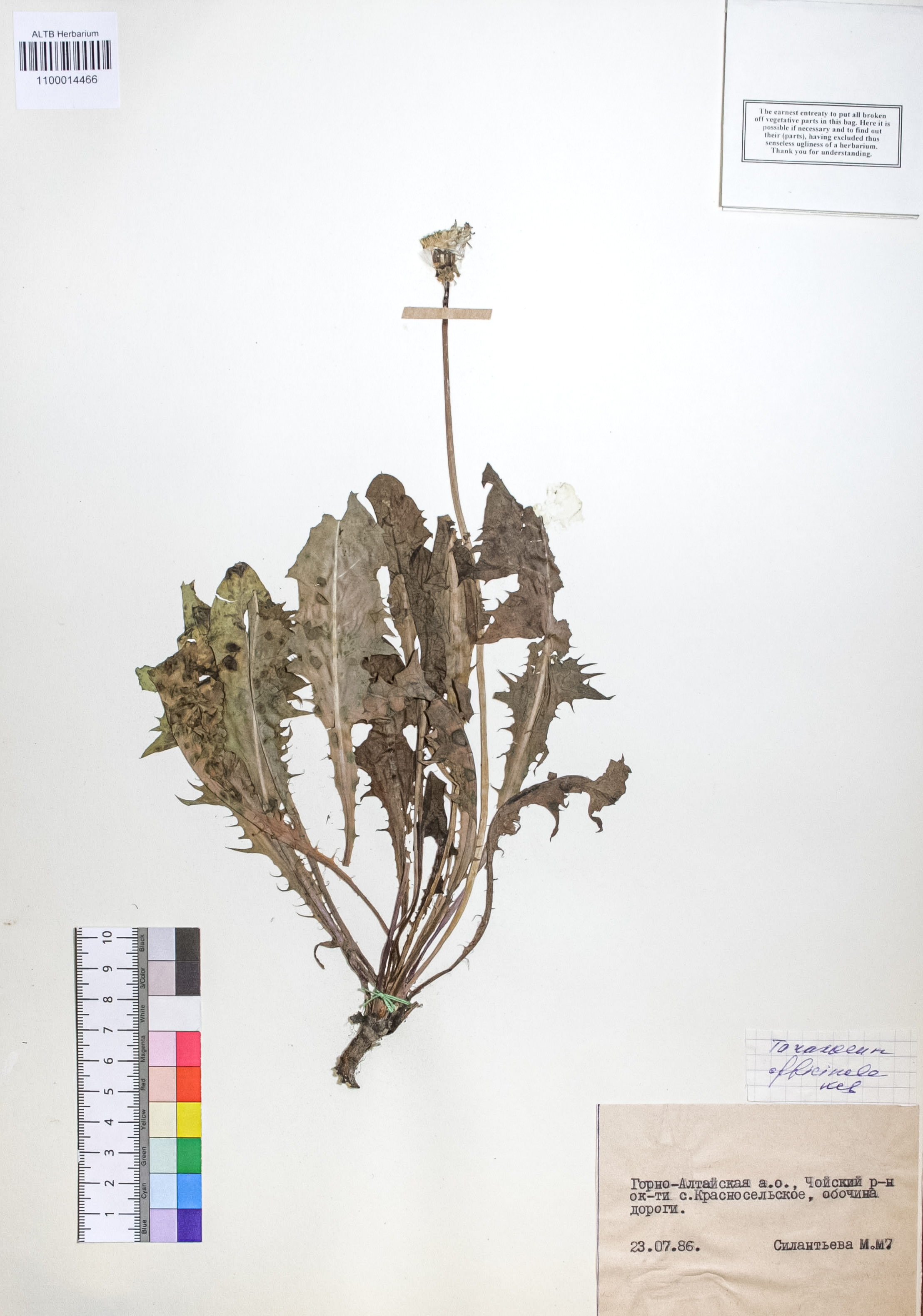 Taraxacum officinale Wigg.