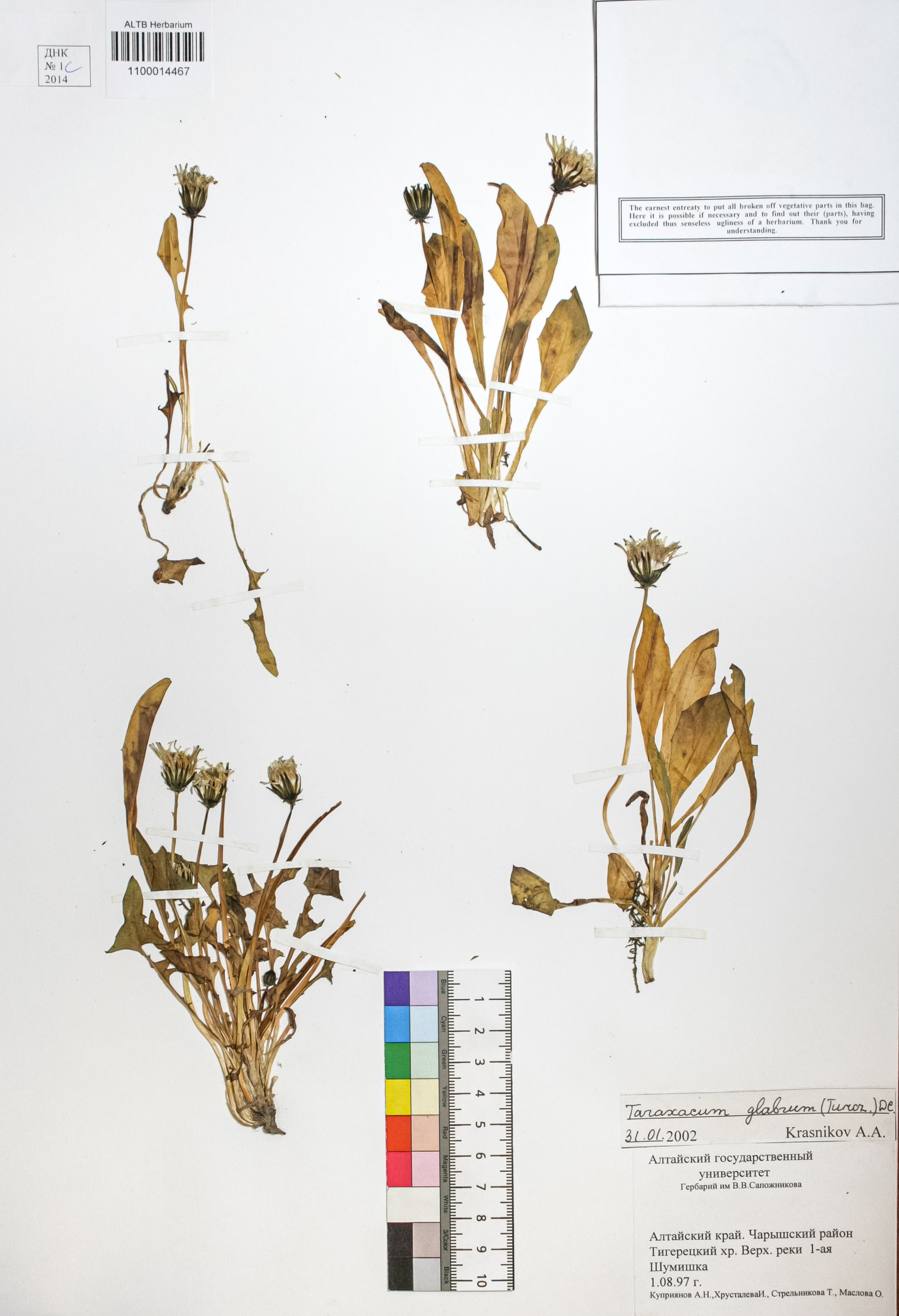 Taraxacum glabrum DC.