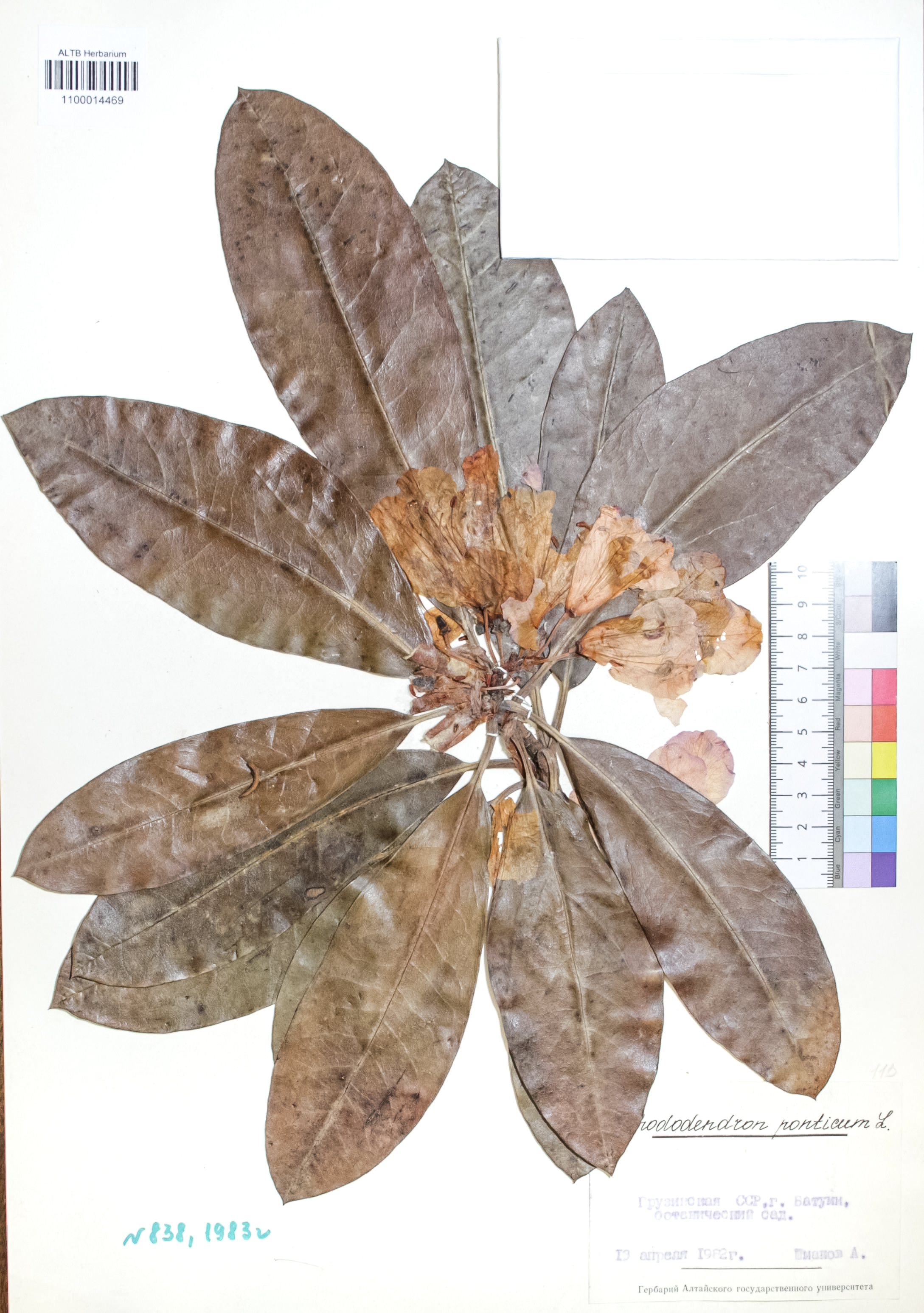Rhododendron ponticum L.