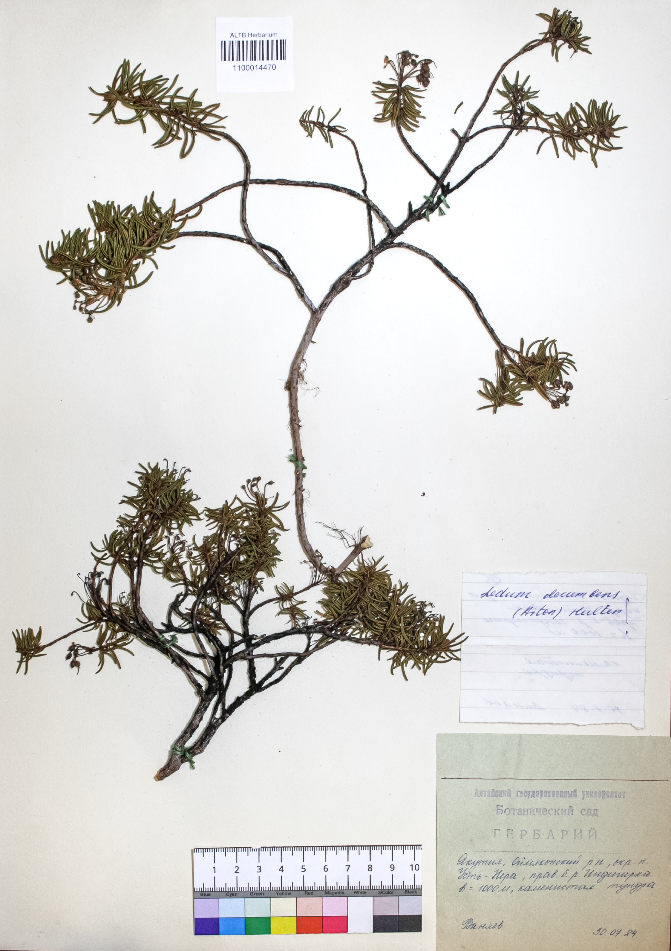 Ledum decumbens (Aiton) Lodd. ex Steud.