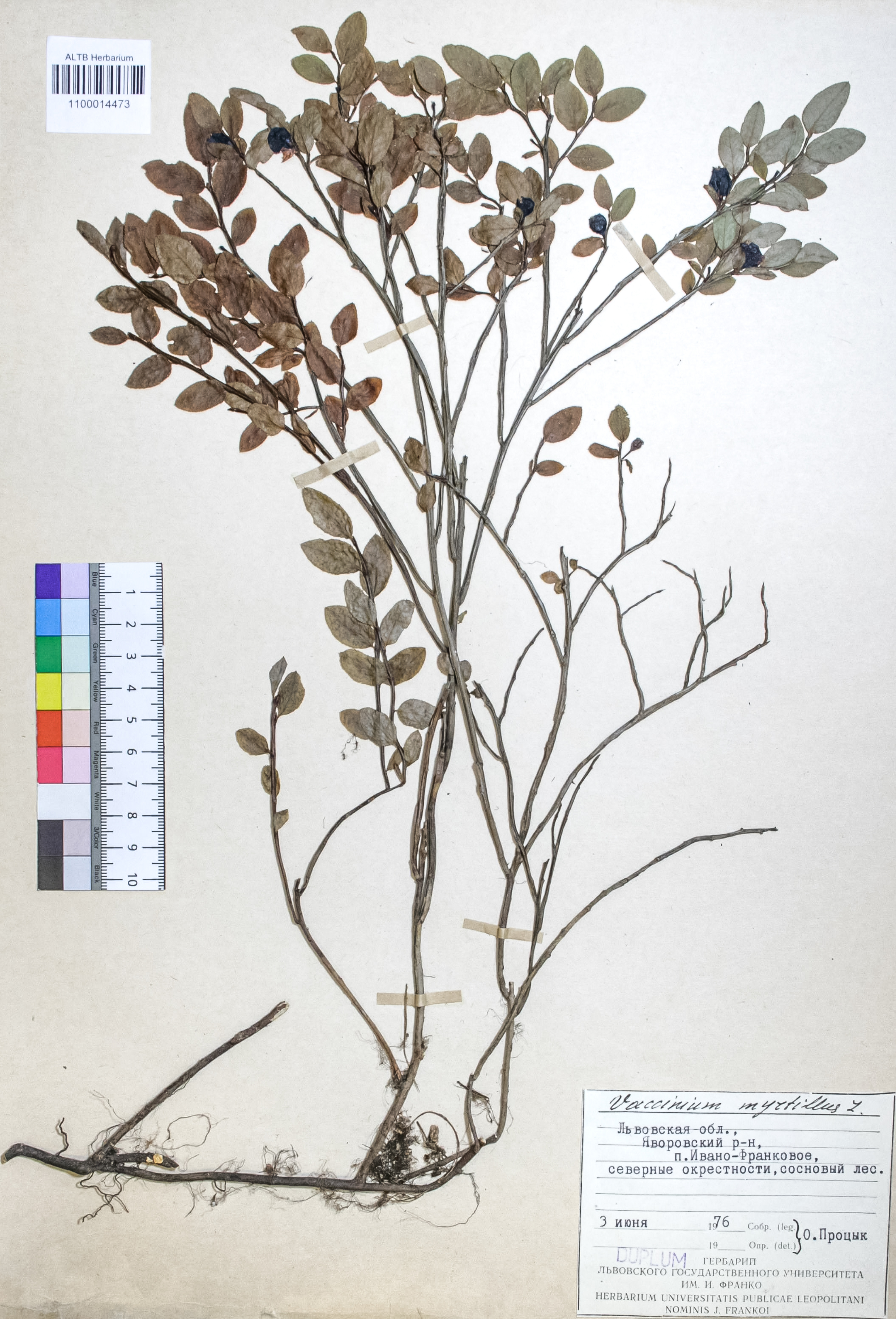 Vaccinium myrtillus L.