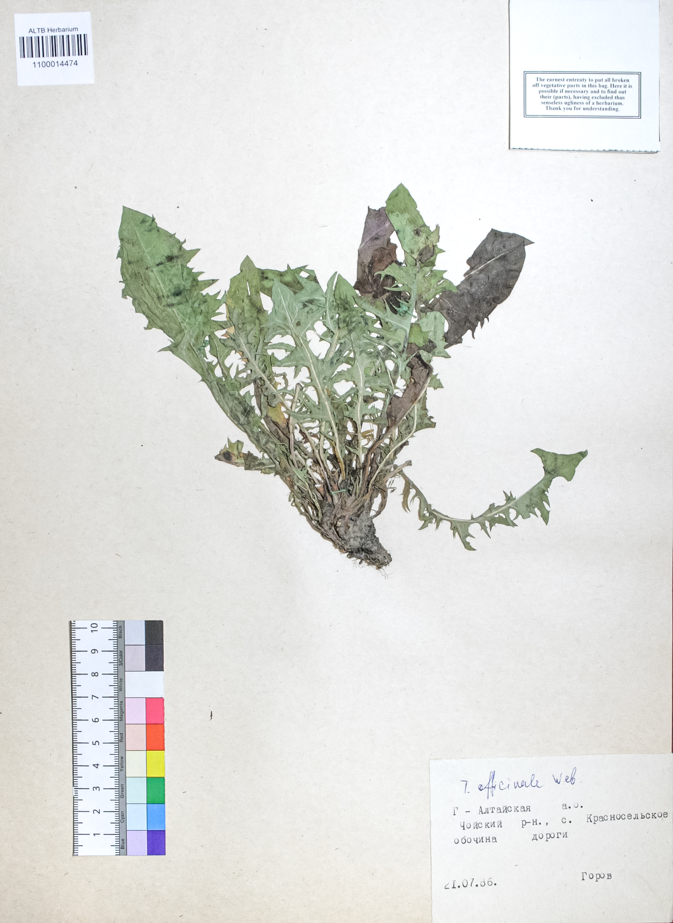 Taraxacum officinale Wigg.